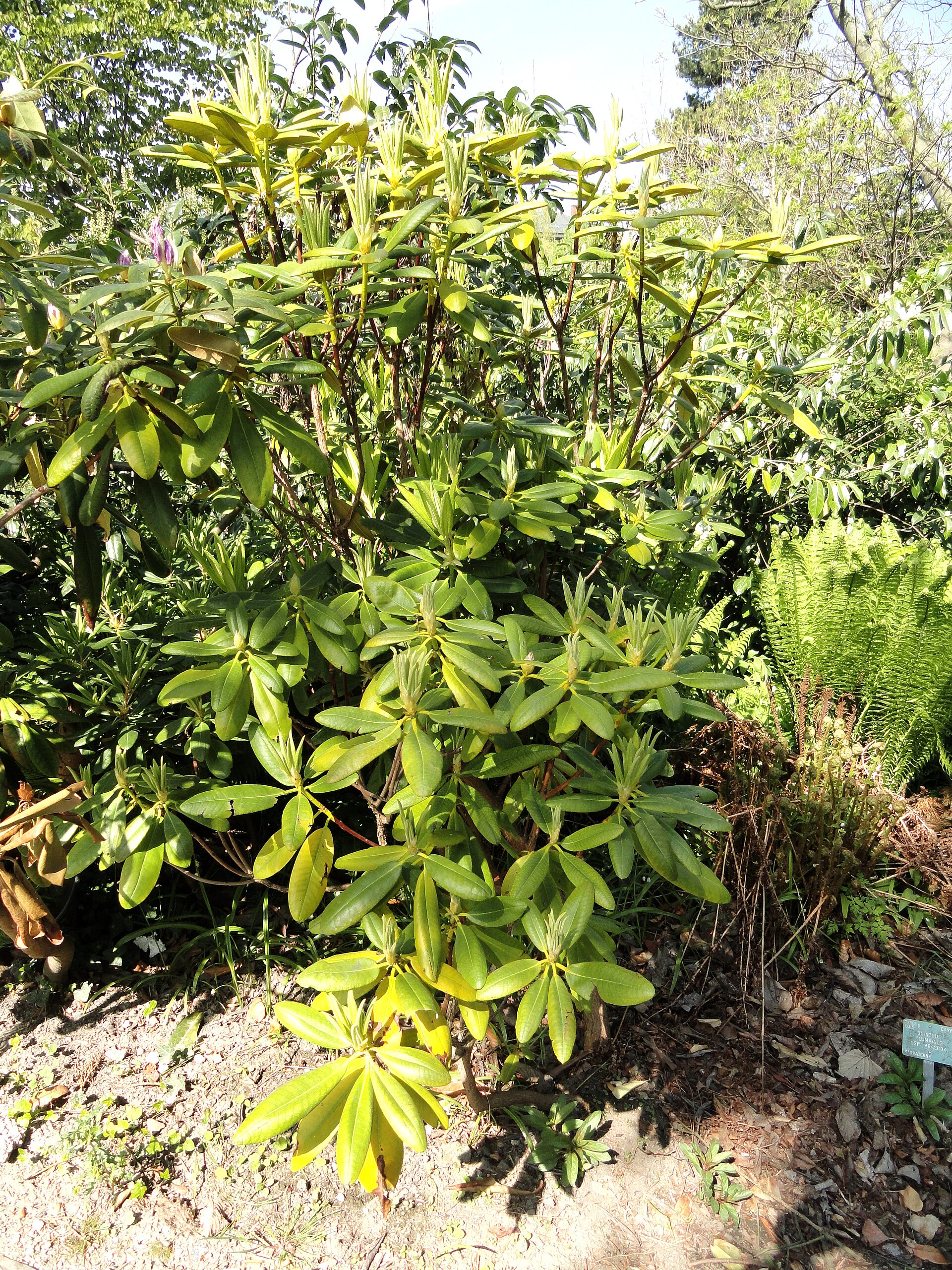 Rododendron brachycarpum