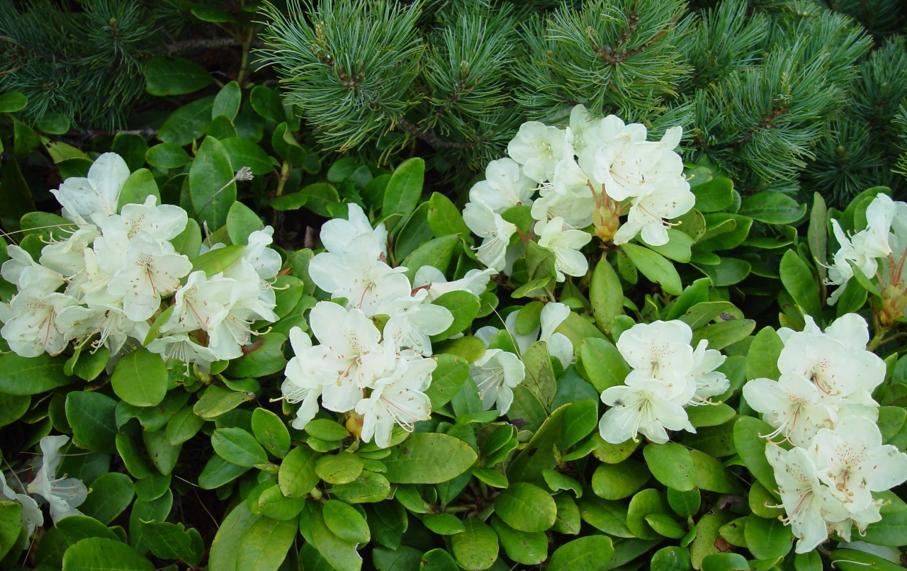 Rododendron aureum