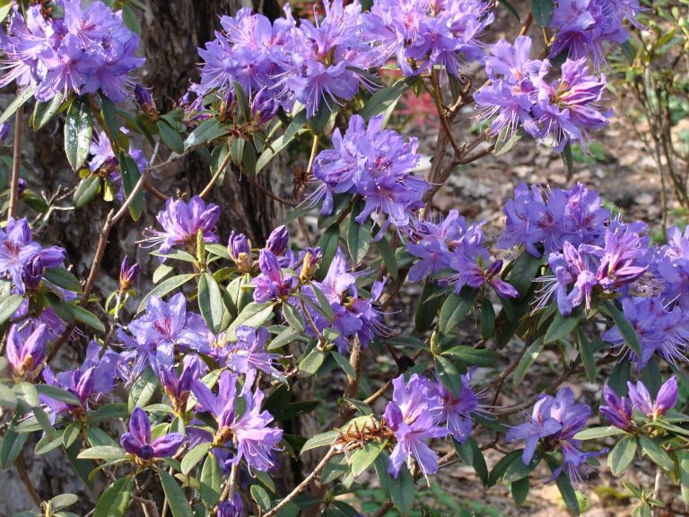 Rododendron augustinii (Rhododendron augustinii)