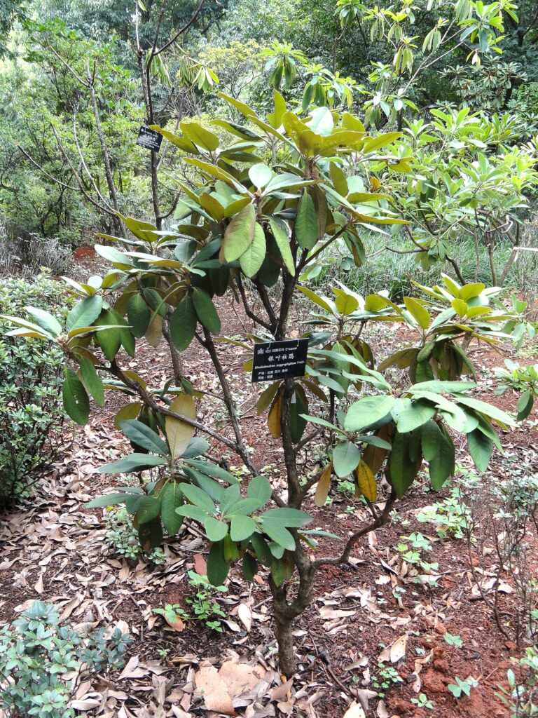 Rododendron argyrophyllum (Rhododendron argyrophyllum)