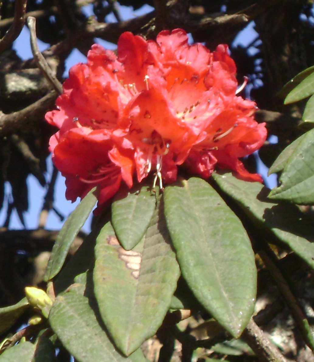 Rododendron arboreum