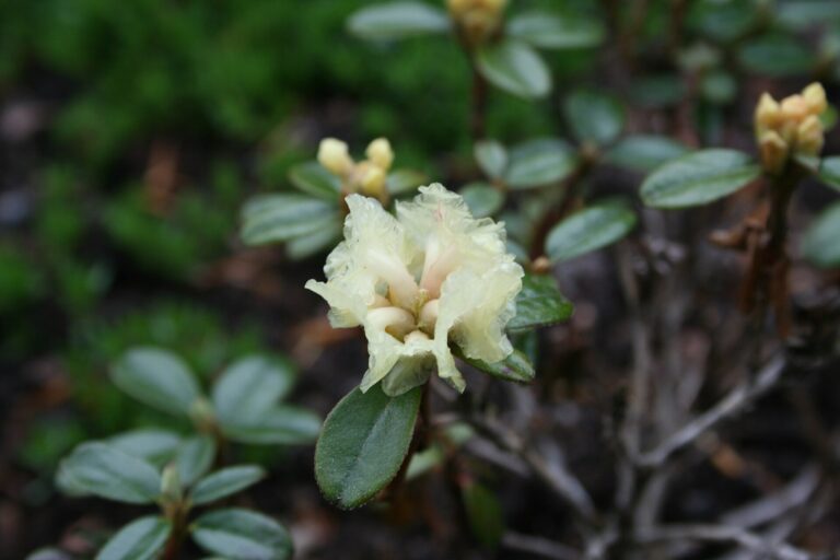 Rododendron anthopogon (Rhododendron anthopogon)