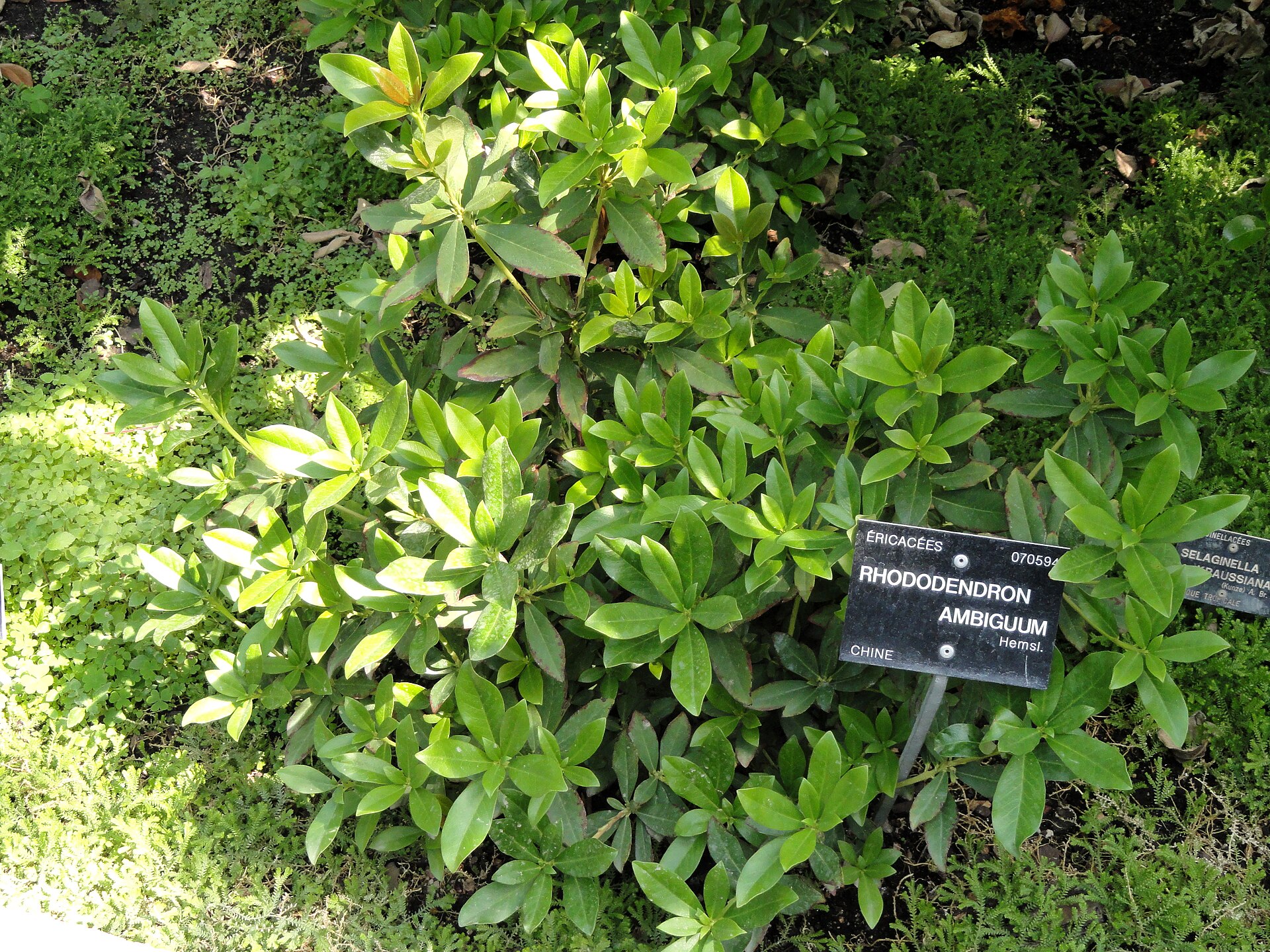 Rododendron ambiguum