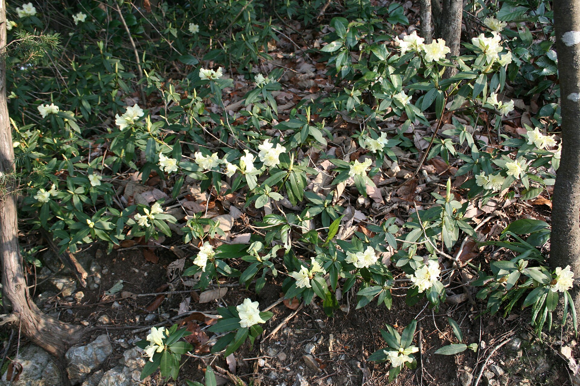 Rododendron keiskei