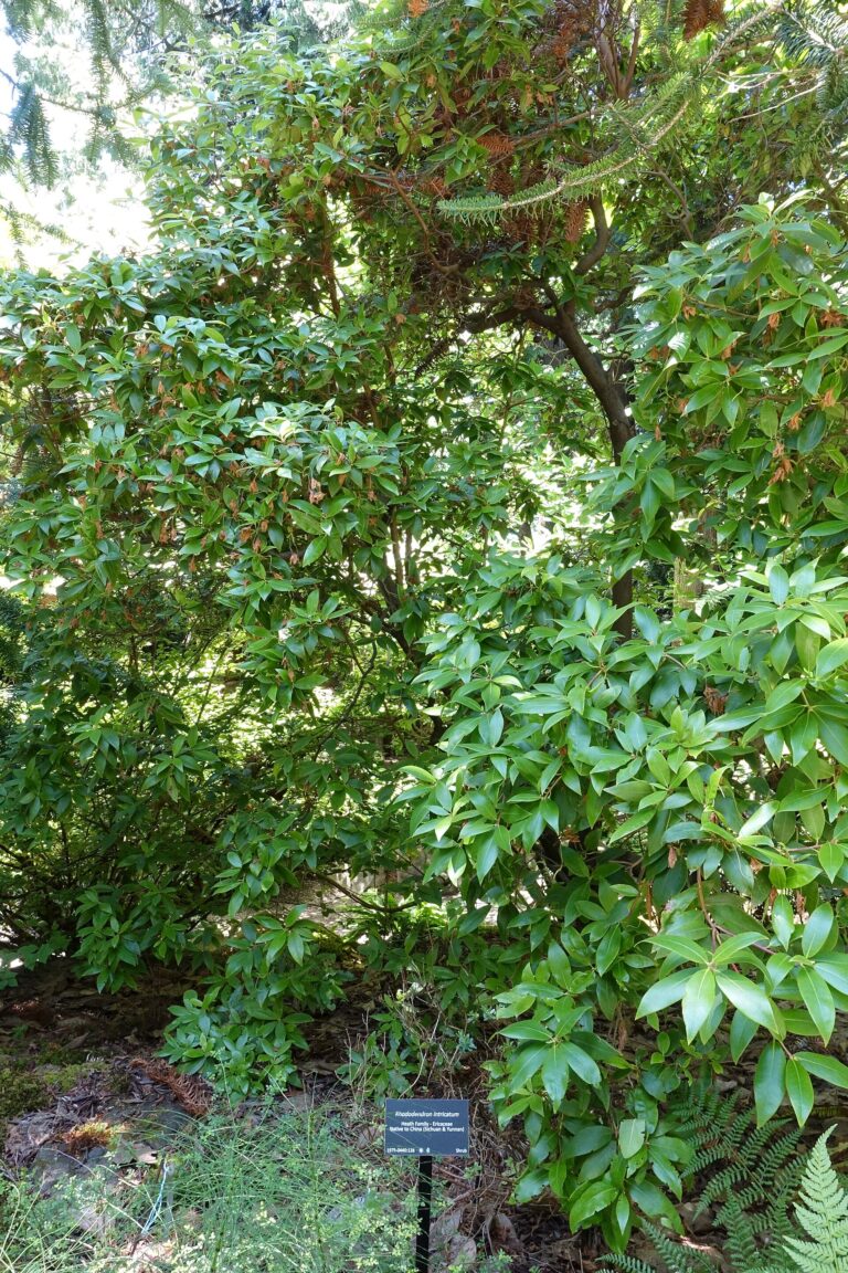 Rododendron intricatum (Rhododendron intricatum)