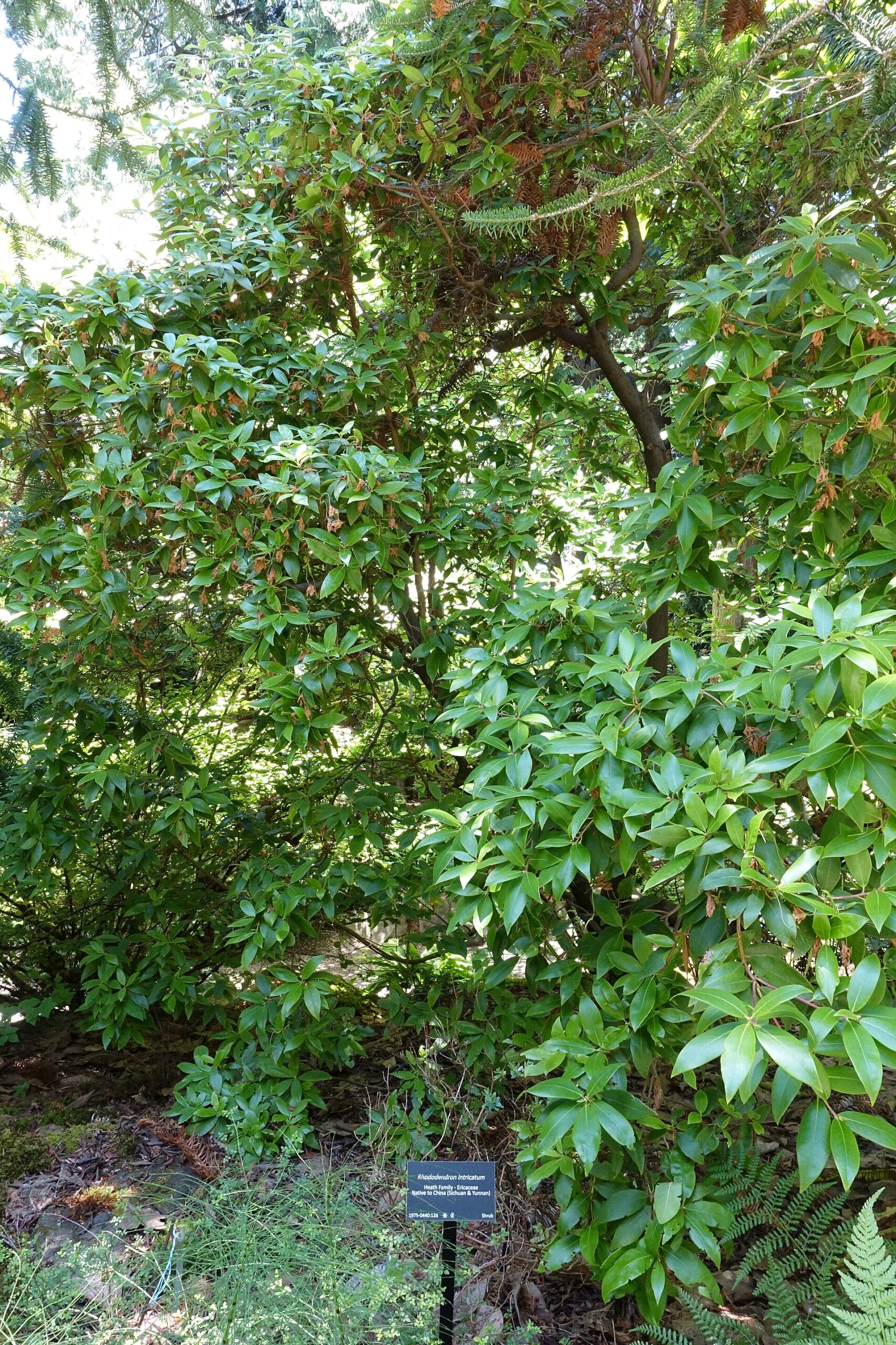 Rododendron intricatum