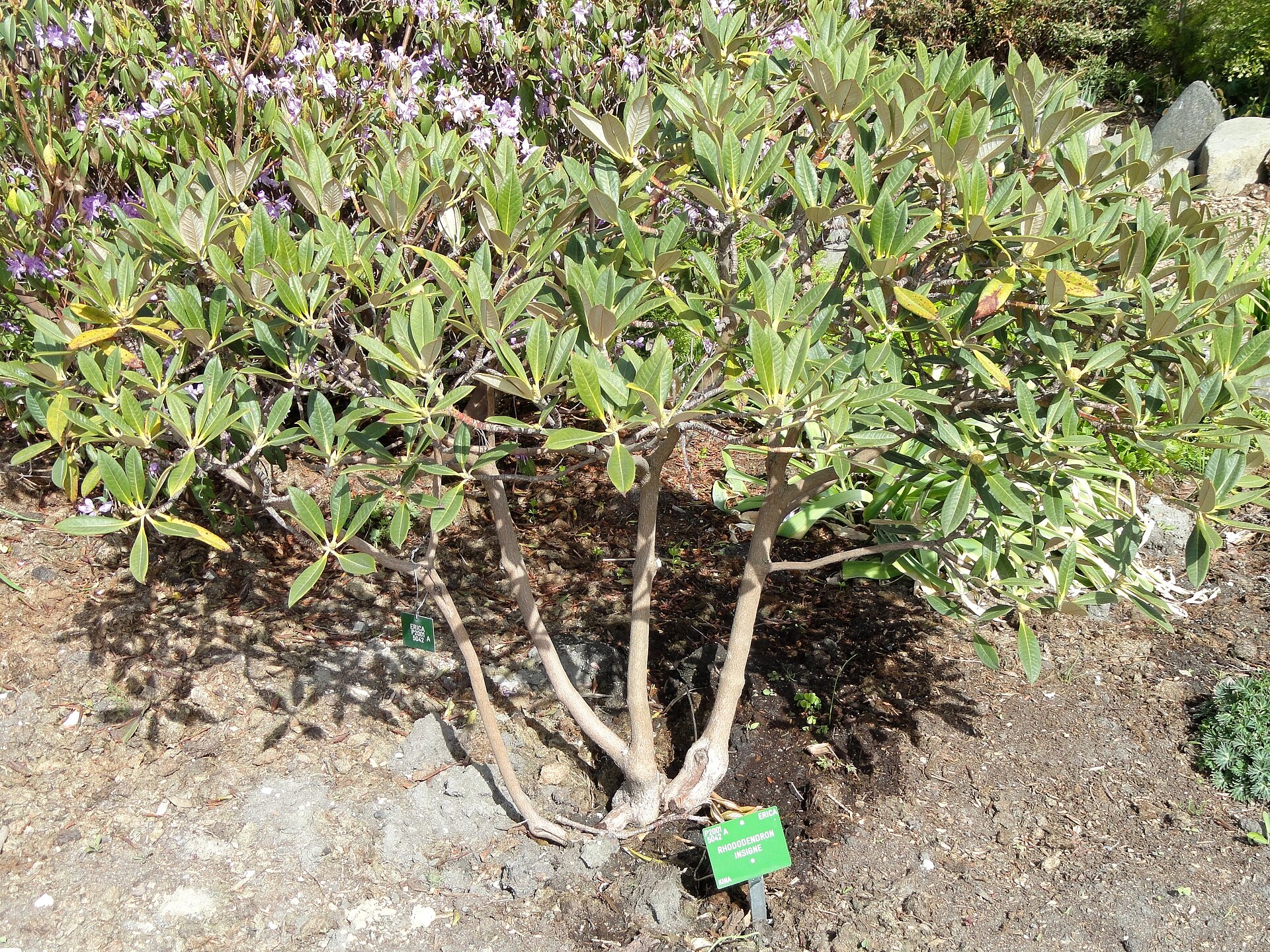 Rododendron insigne