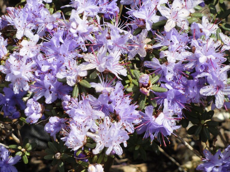 Rododendron impeditum (Rhododendron impeditum)