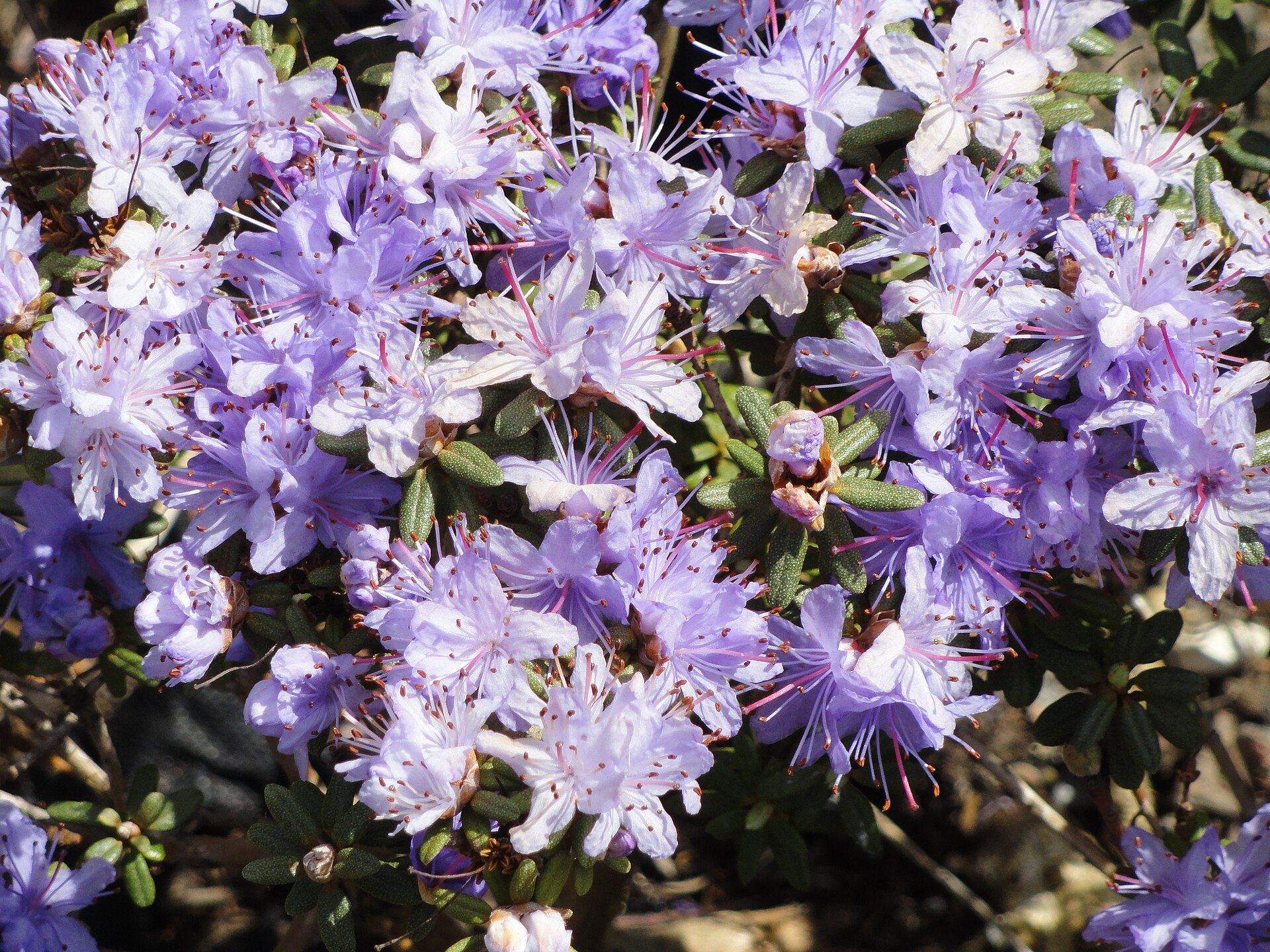 Rododendron impeditum