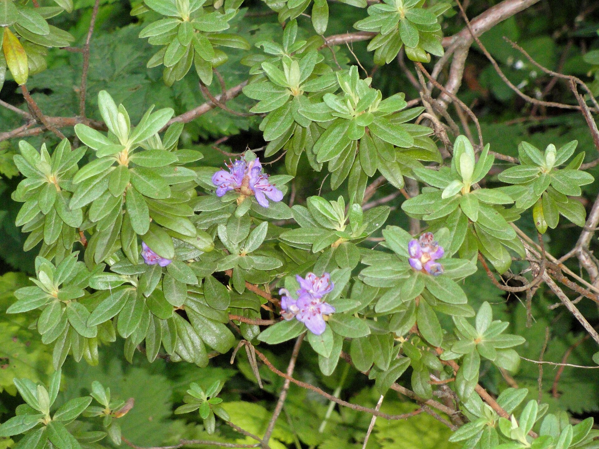 Rododendron hippophaeoides