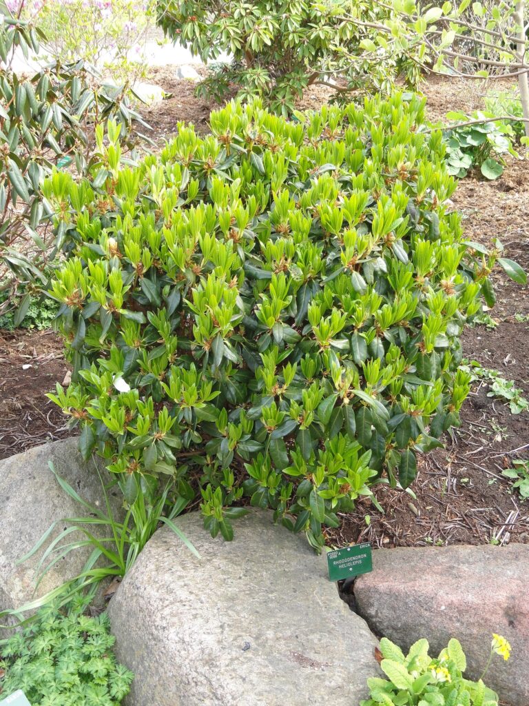 Rododendron heliolepis (Rhododendron heliolepis)