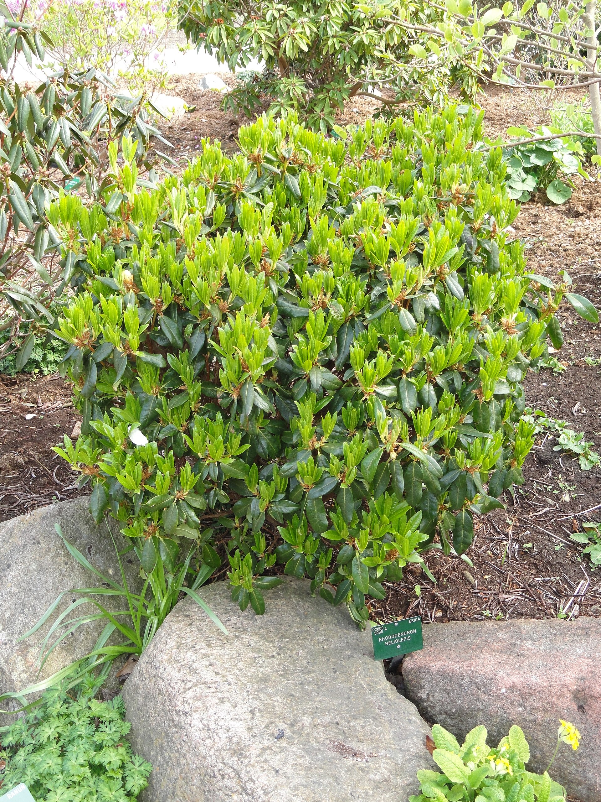 Rododendron heliolepis