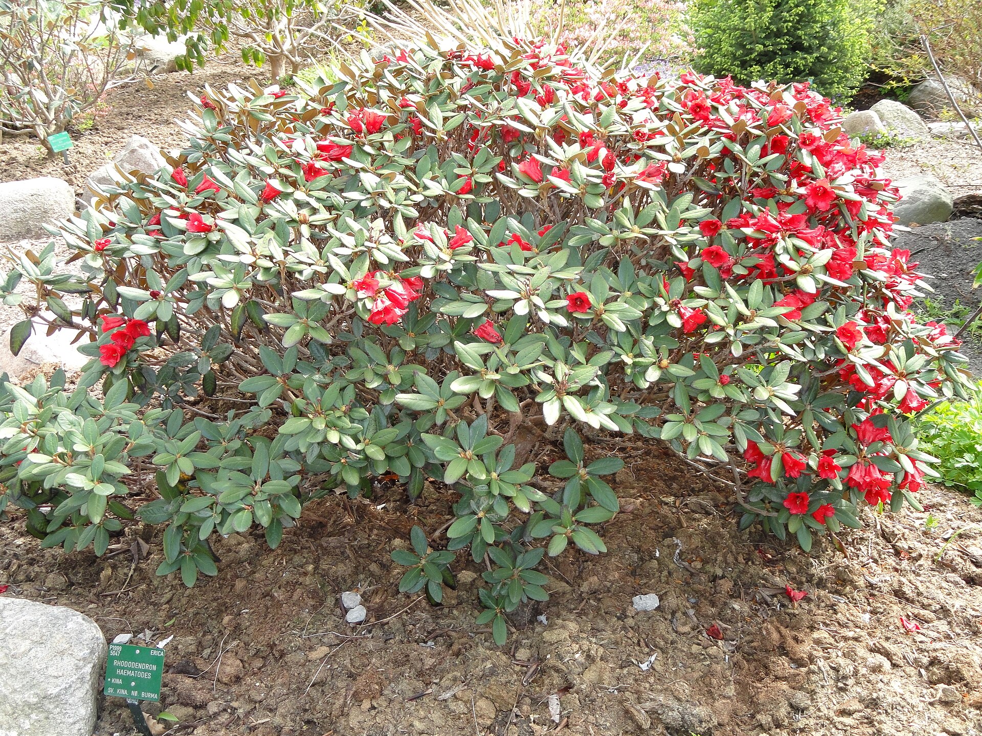 Rododendron haematodes