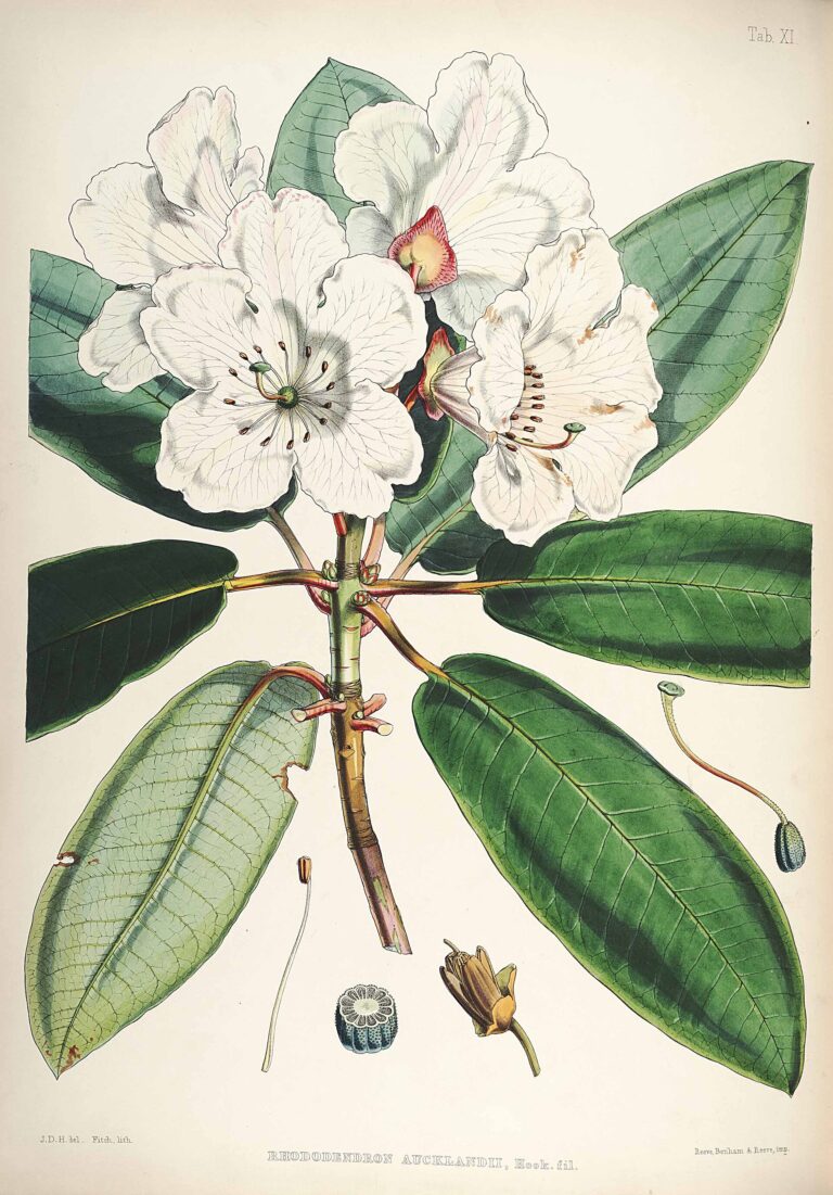 Rododendron griffithianum (Rhododendron griffithianum)