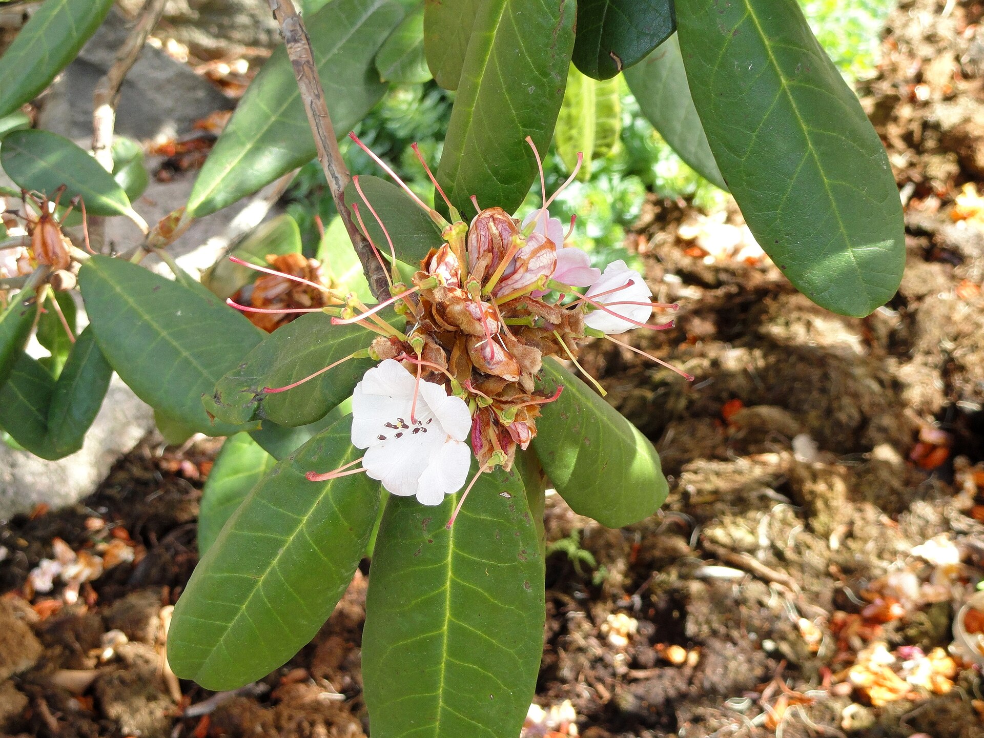 Rododendron fulvum