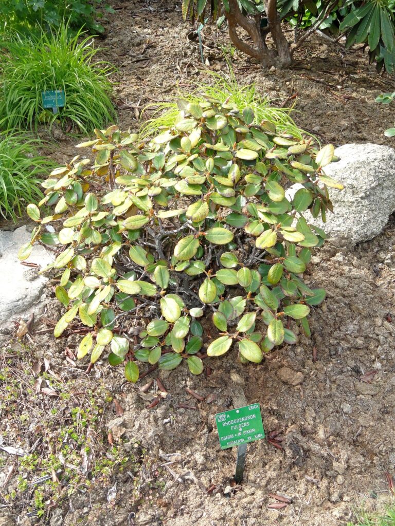 Rododendron fulgens (Rhododendron fulgens)