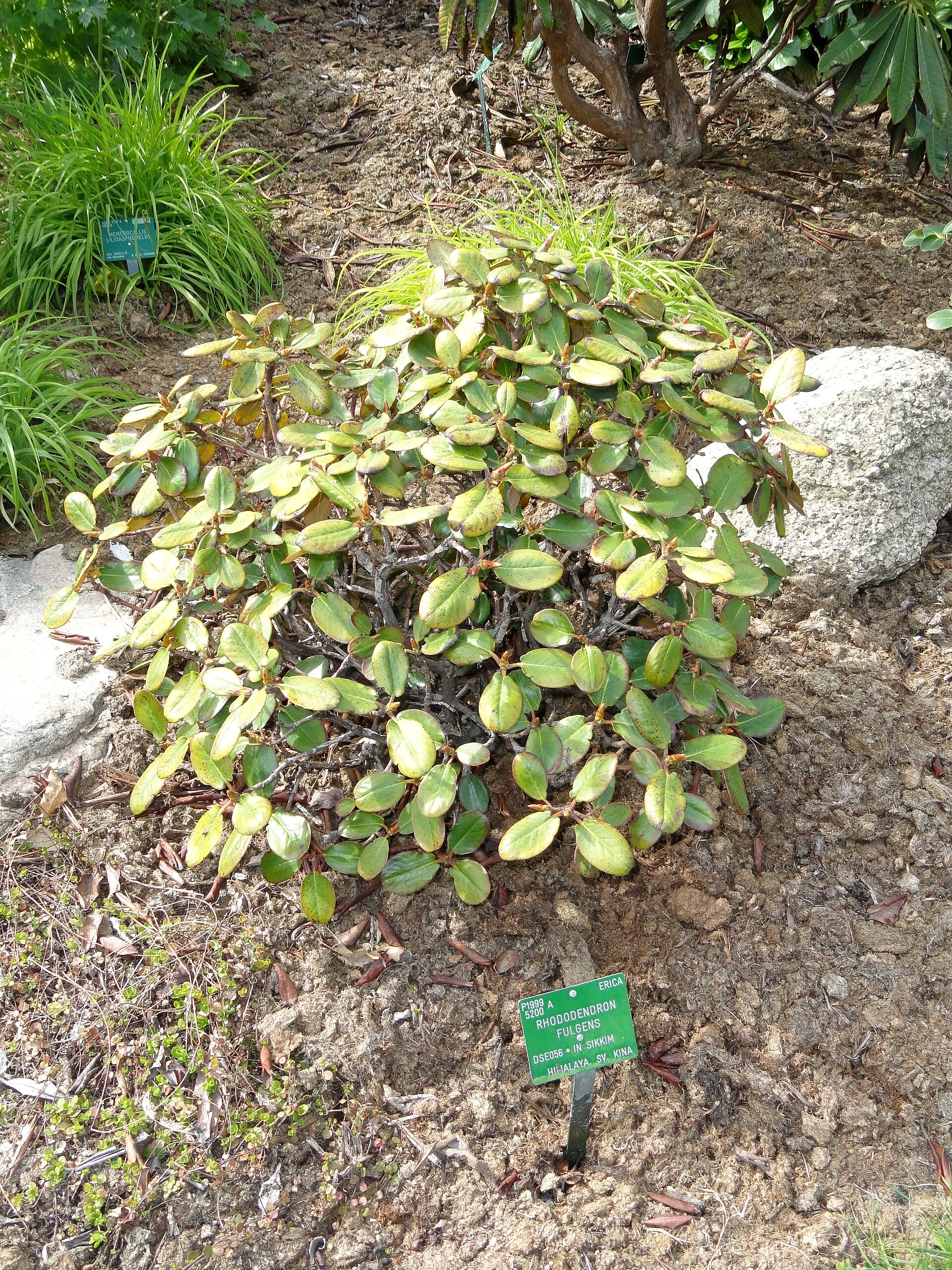 Rododendron fulgens