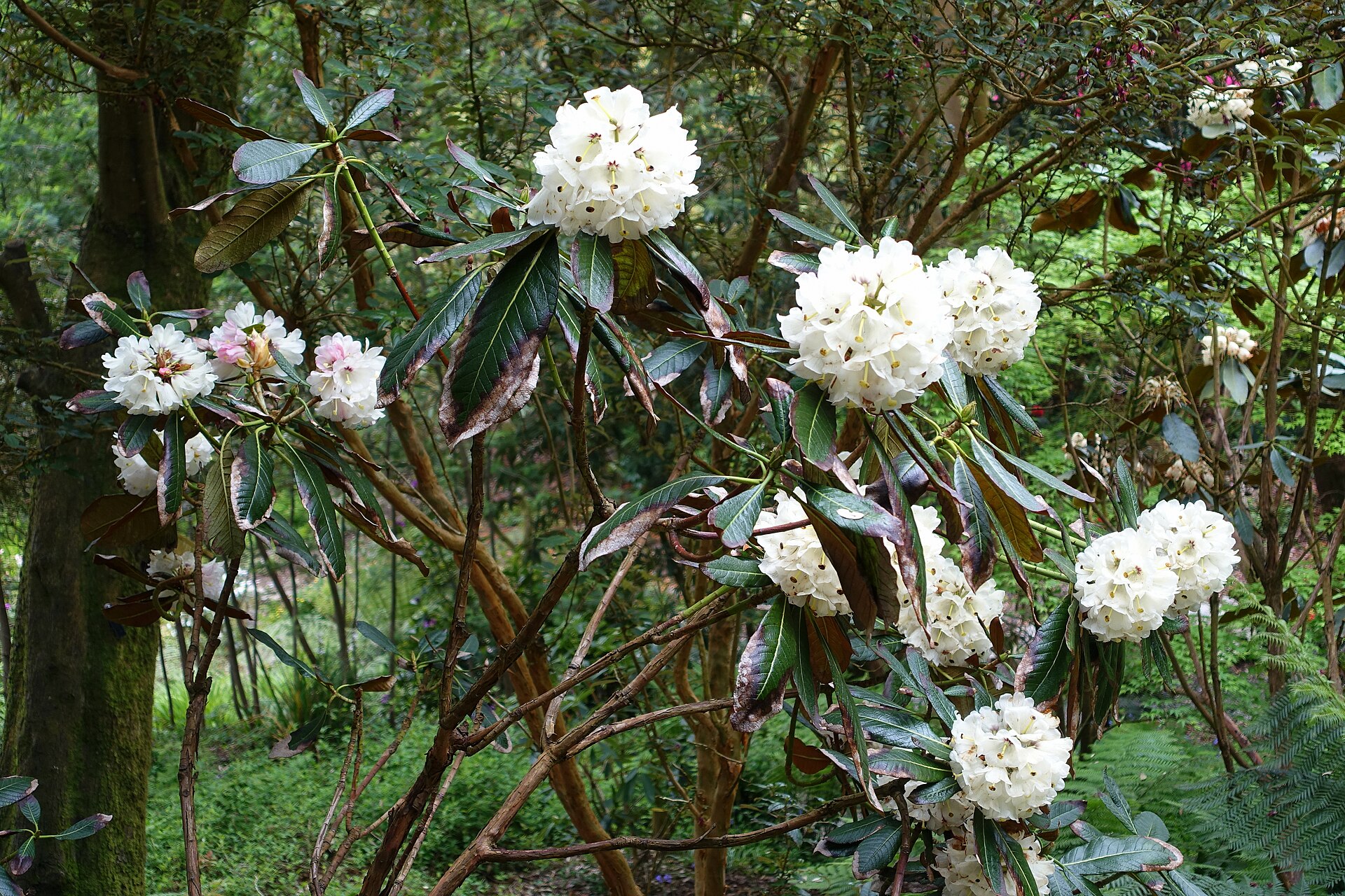 Rododendron falconeri