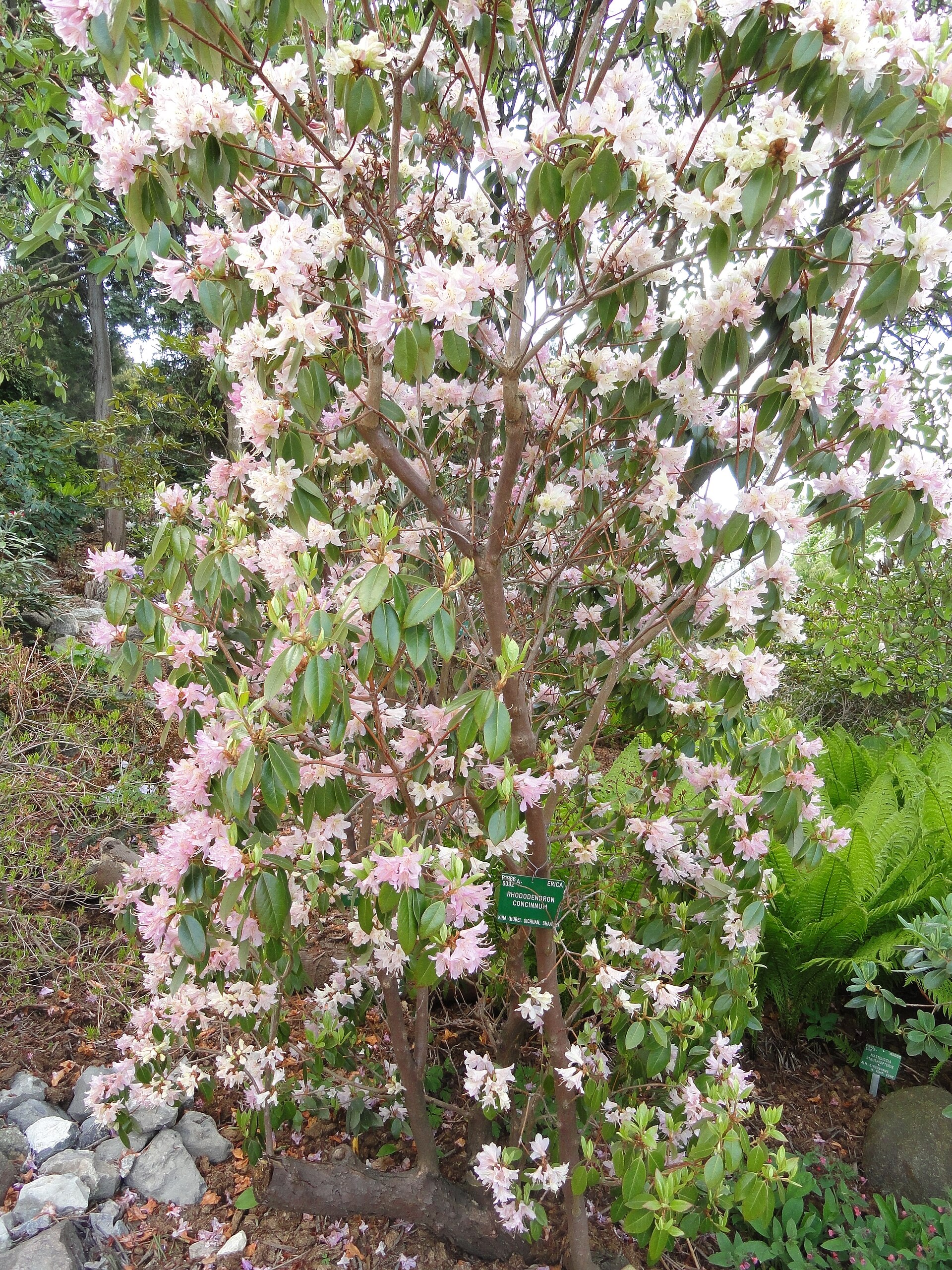 Rododendron concinnum