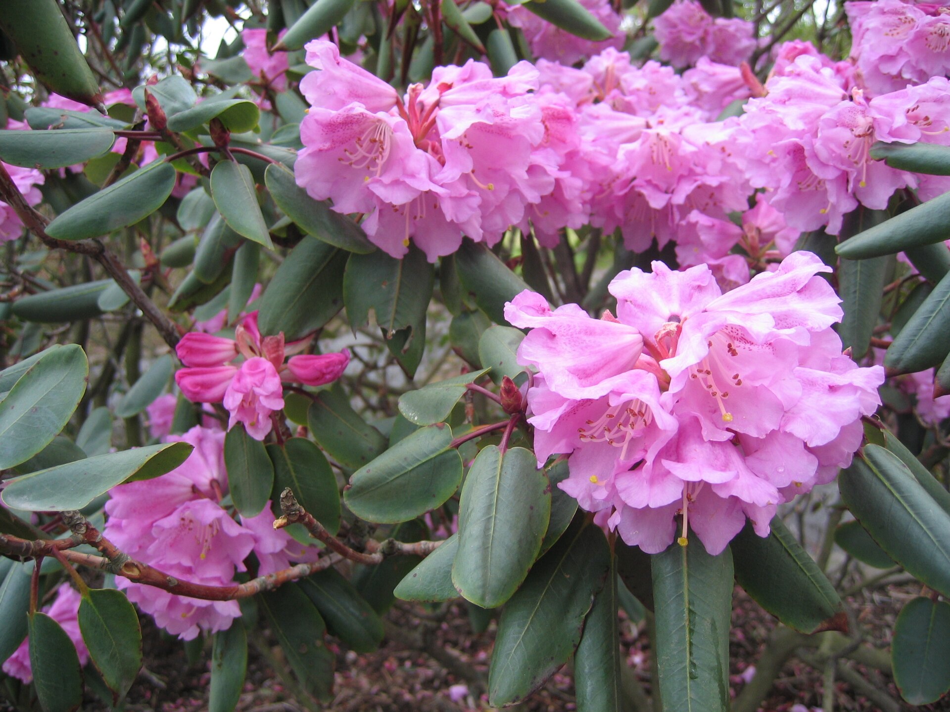 Rododendron oreodoxa
