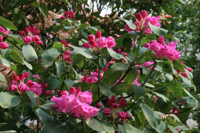 Rododendron orbiculare (Rhododendron orbiculare)