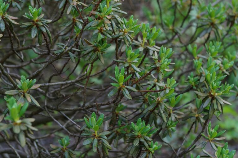 Rododendron nivale (Rhododendron nivale subsp. boreale)