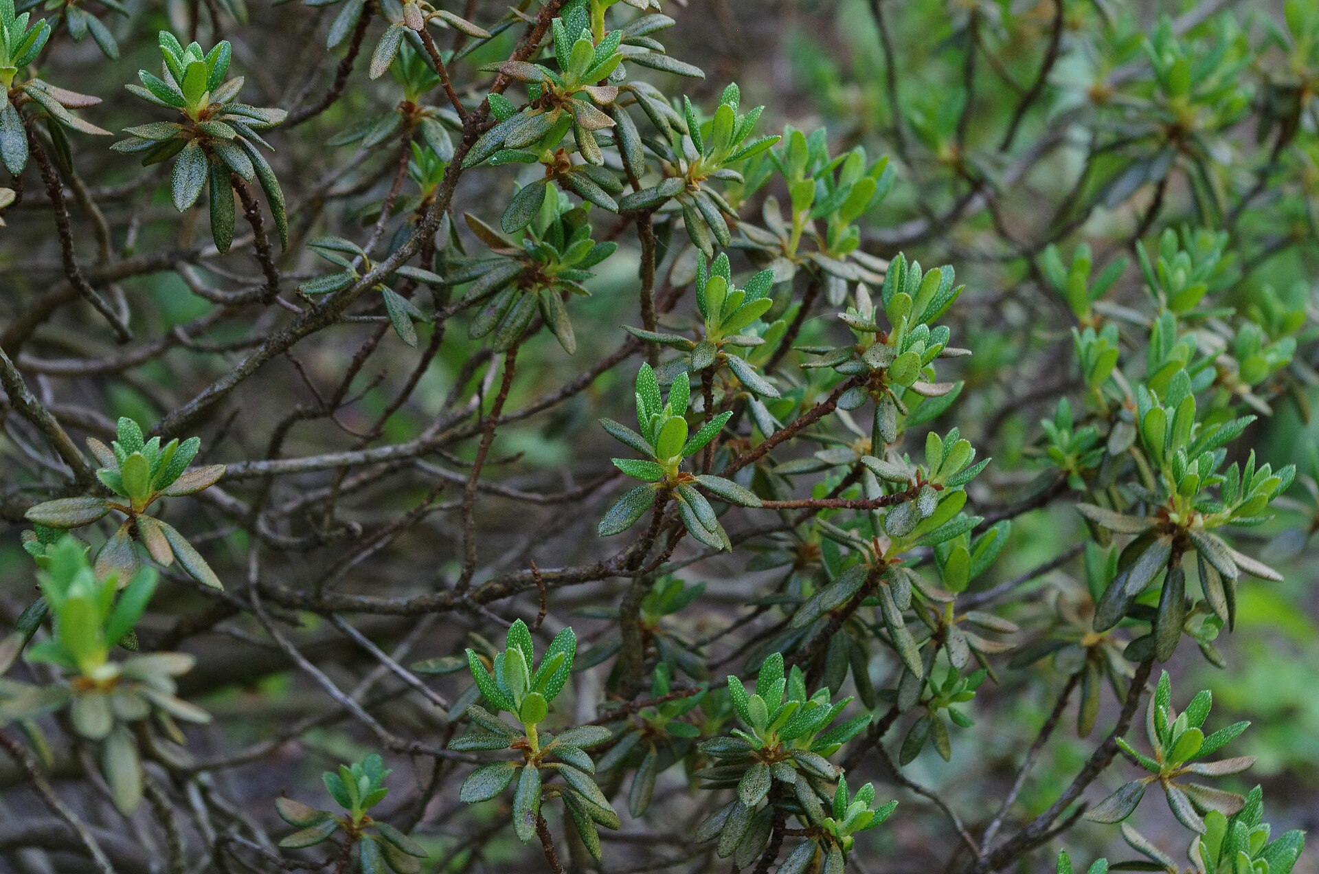 Rododendron nivale