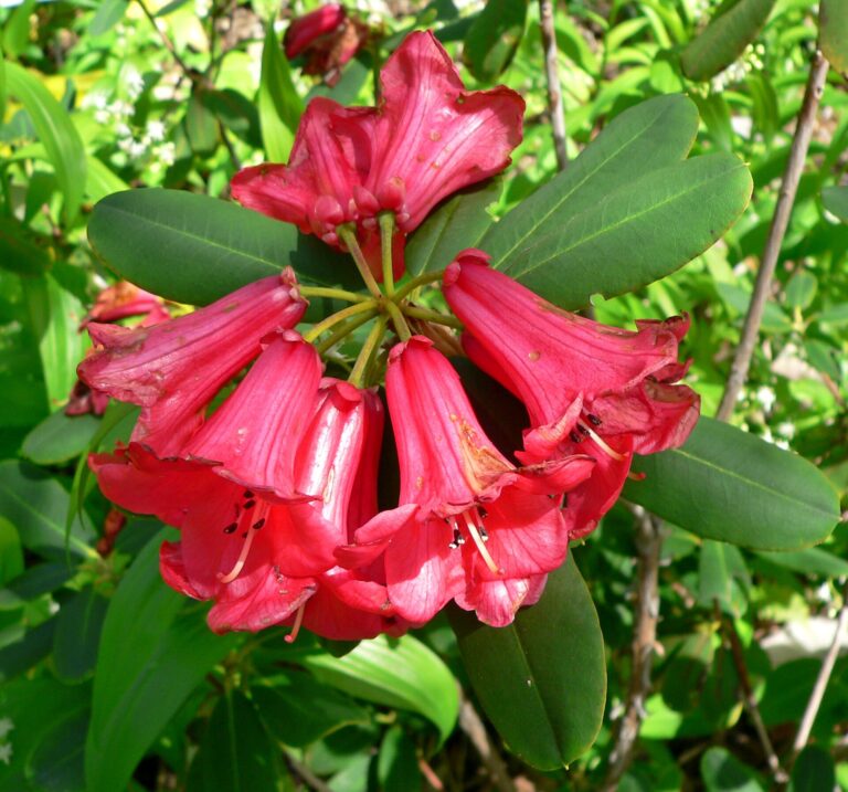 Rododendron neriiflorum (Rhododendron neriiflorum)