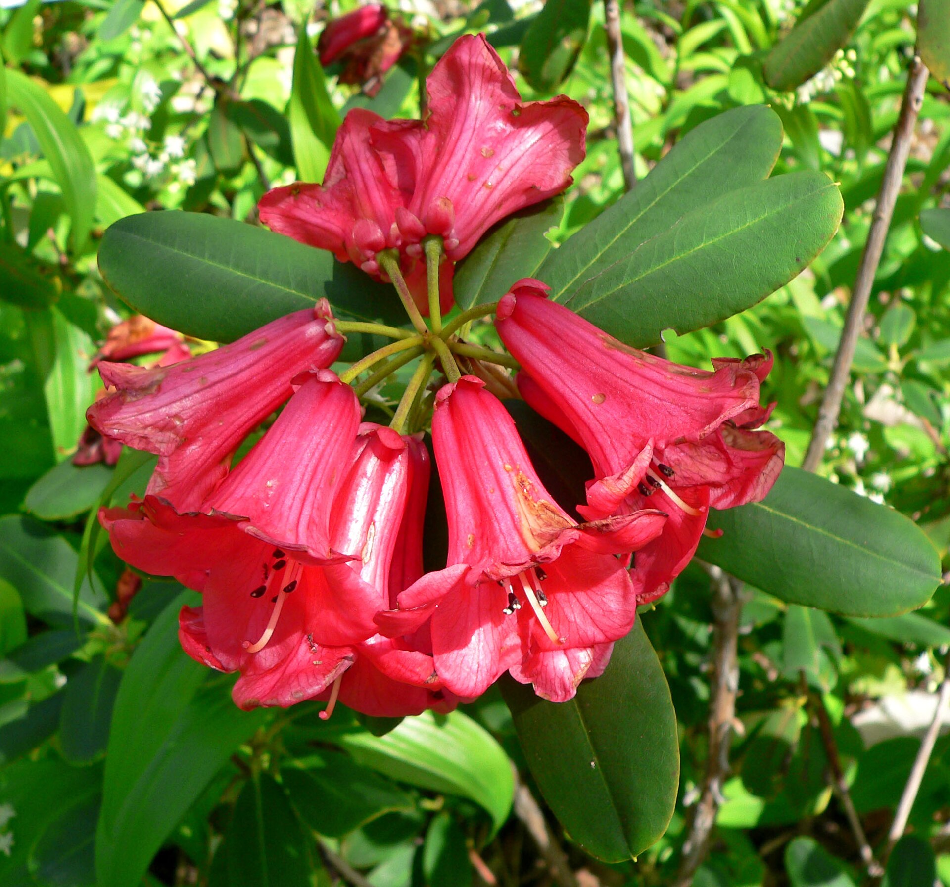Rododendron neriiflorum