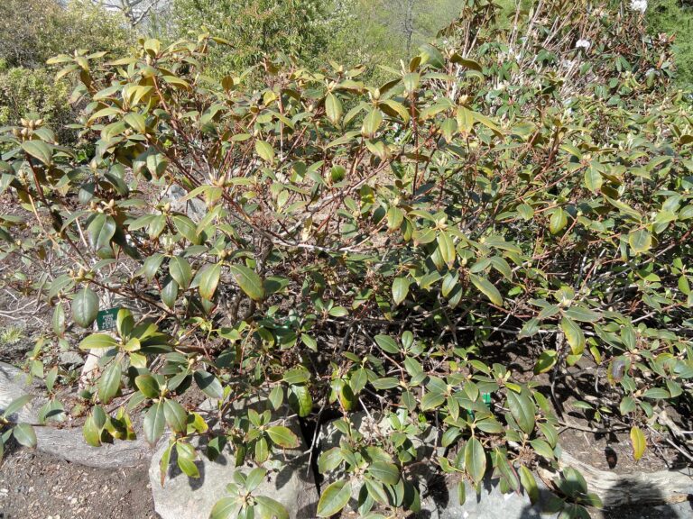 Rododendron minus