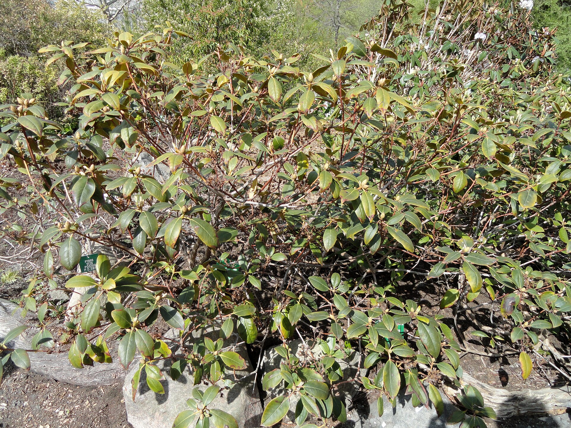 Rododendron minus