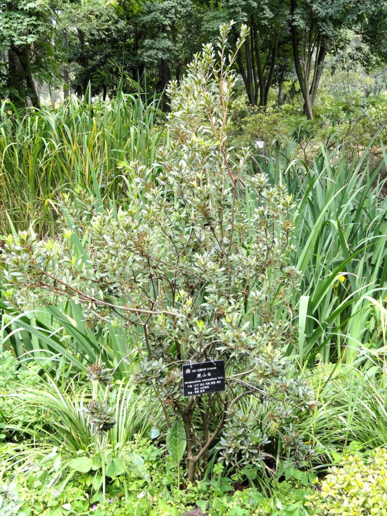 Rododendron micranthum (Rhododendron micranthum)