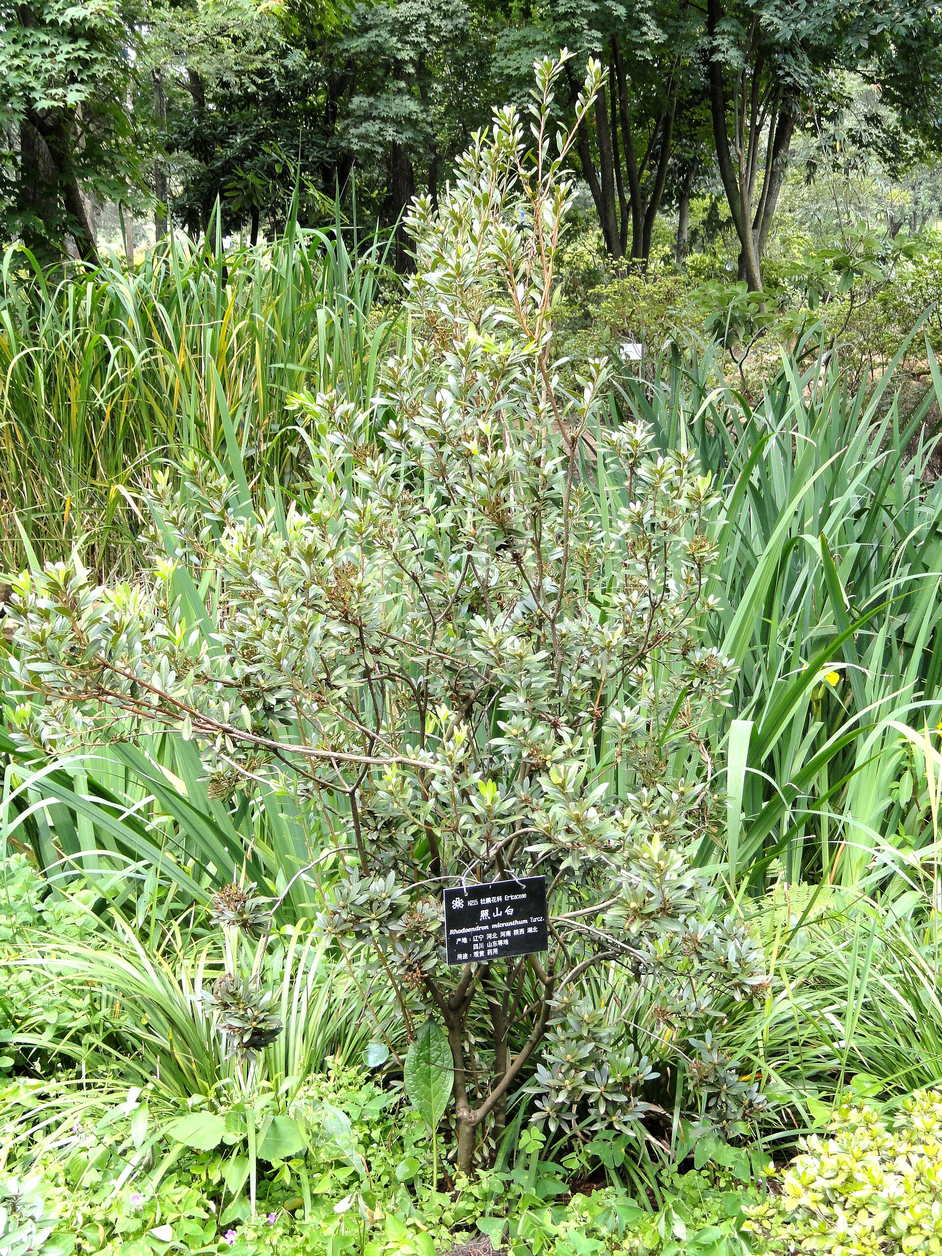 Rododendron micranthum
