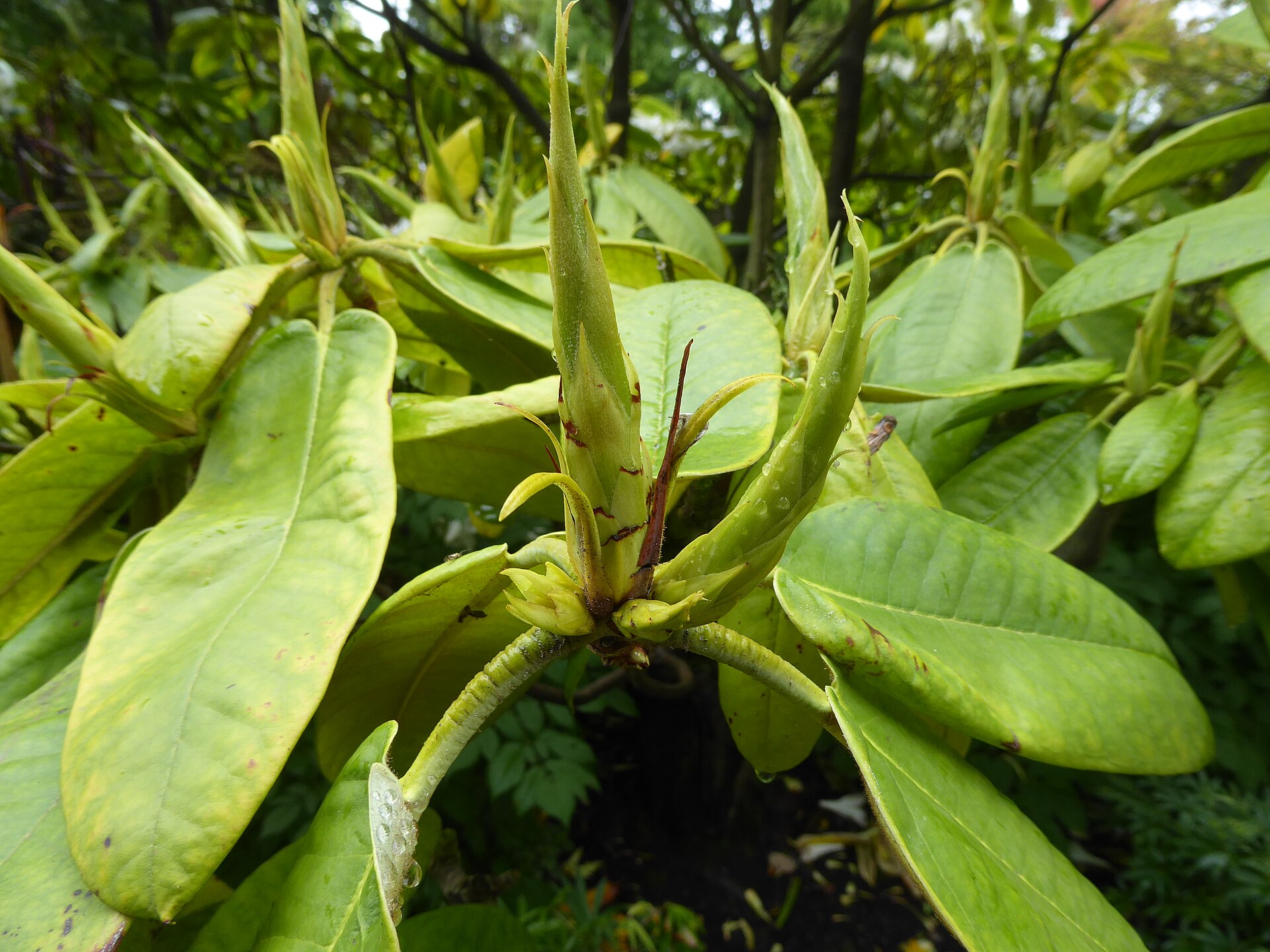 Rododendron maximum