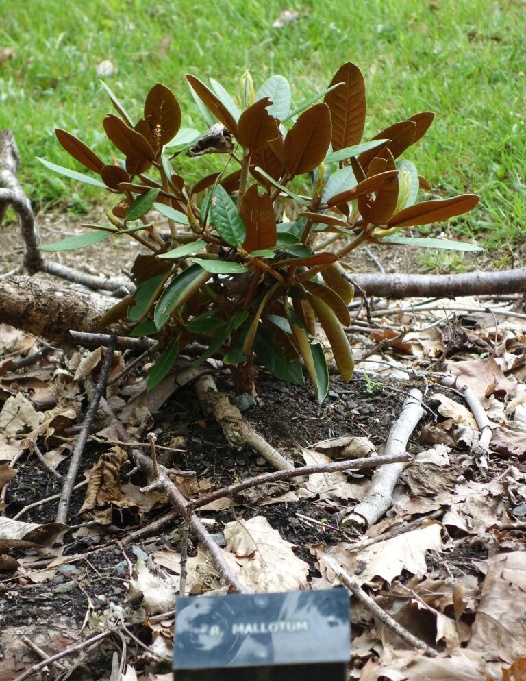 Rododendron mallotum (Rhododendron mallotum)