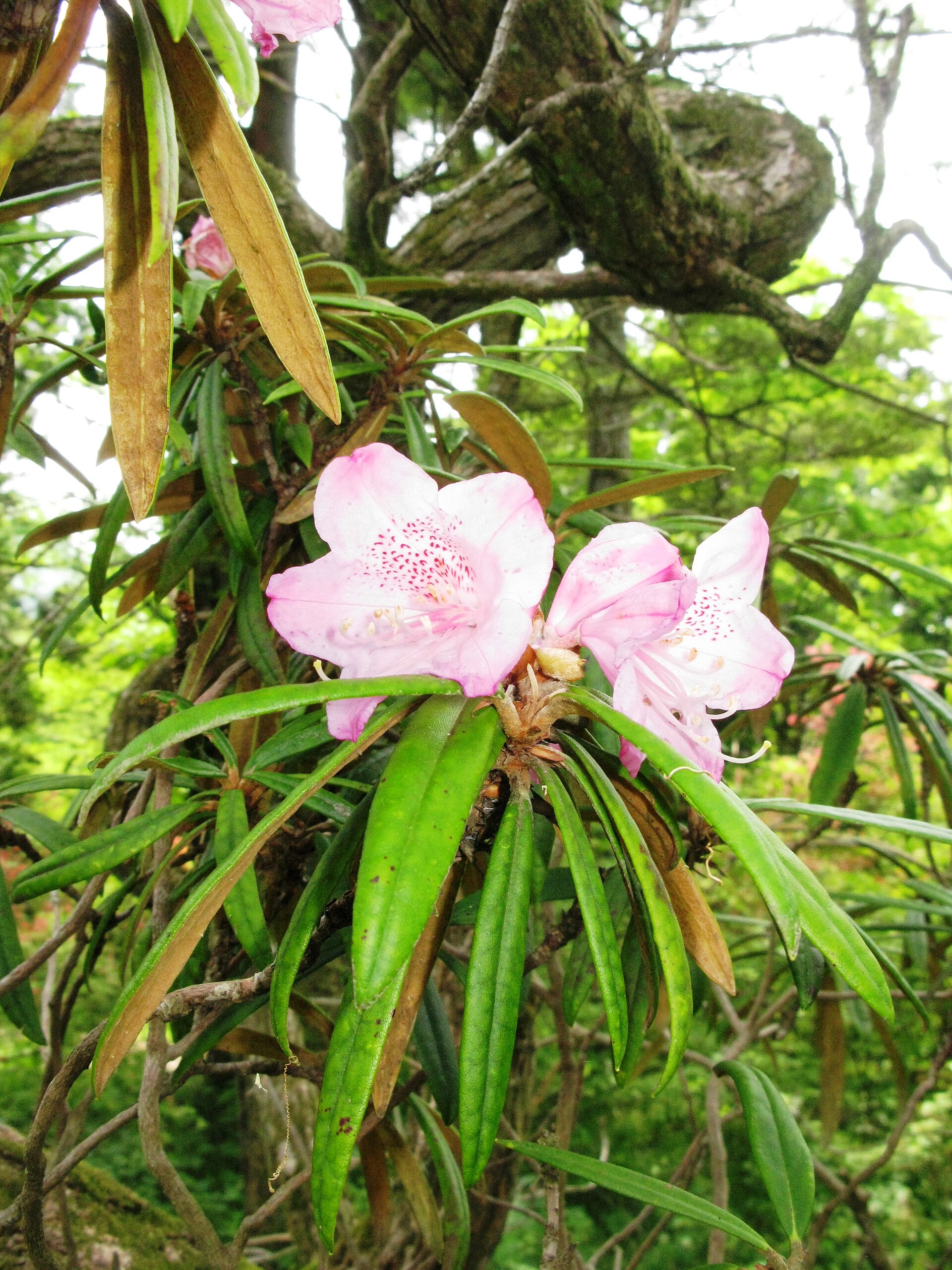 Rododendron makinoi