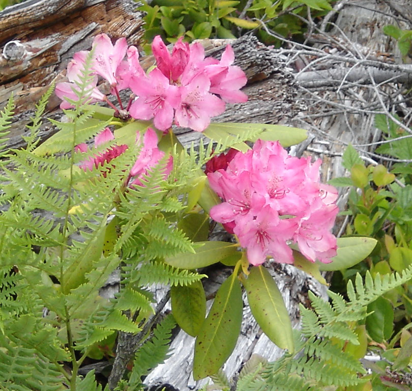Rododendron macrophyllum