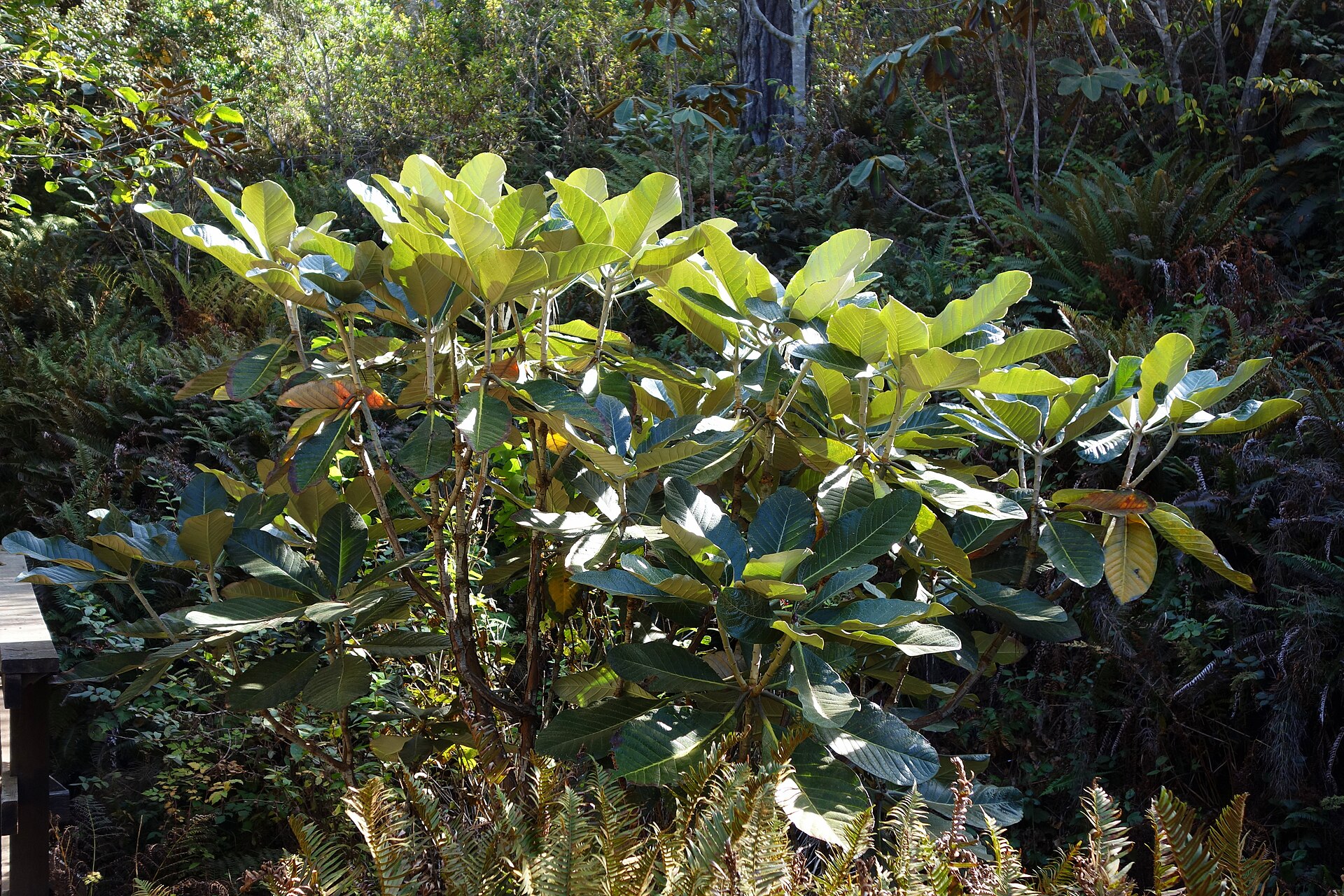 Rododendron macabeanum