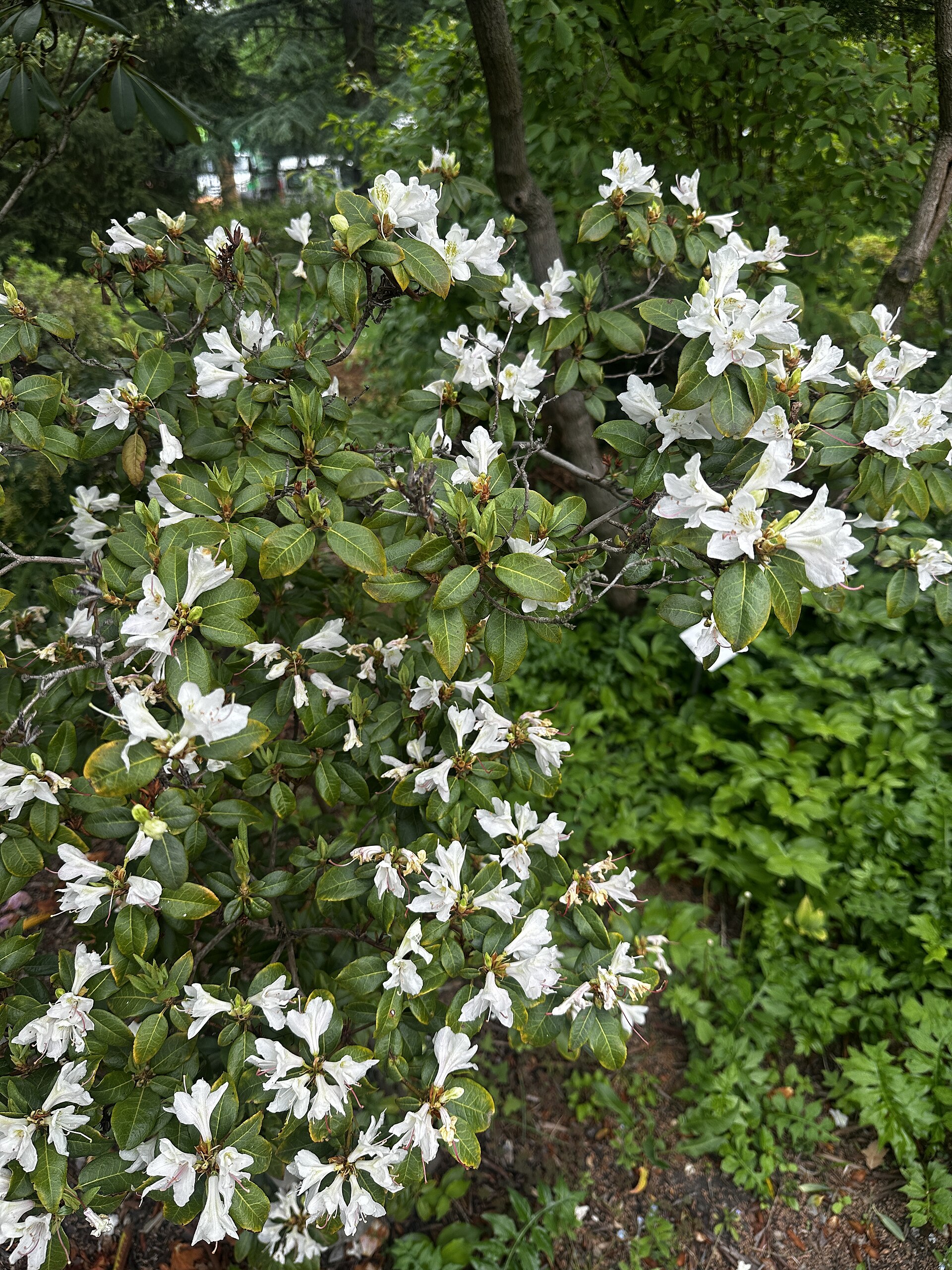 Rododendron lutescens