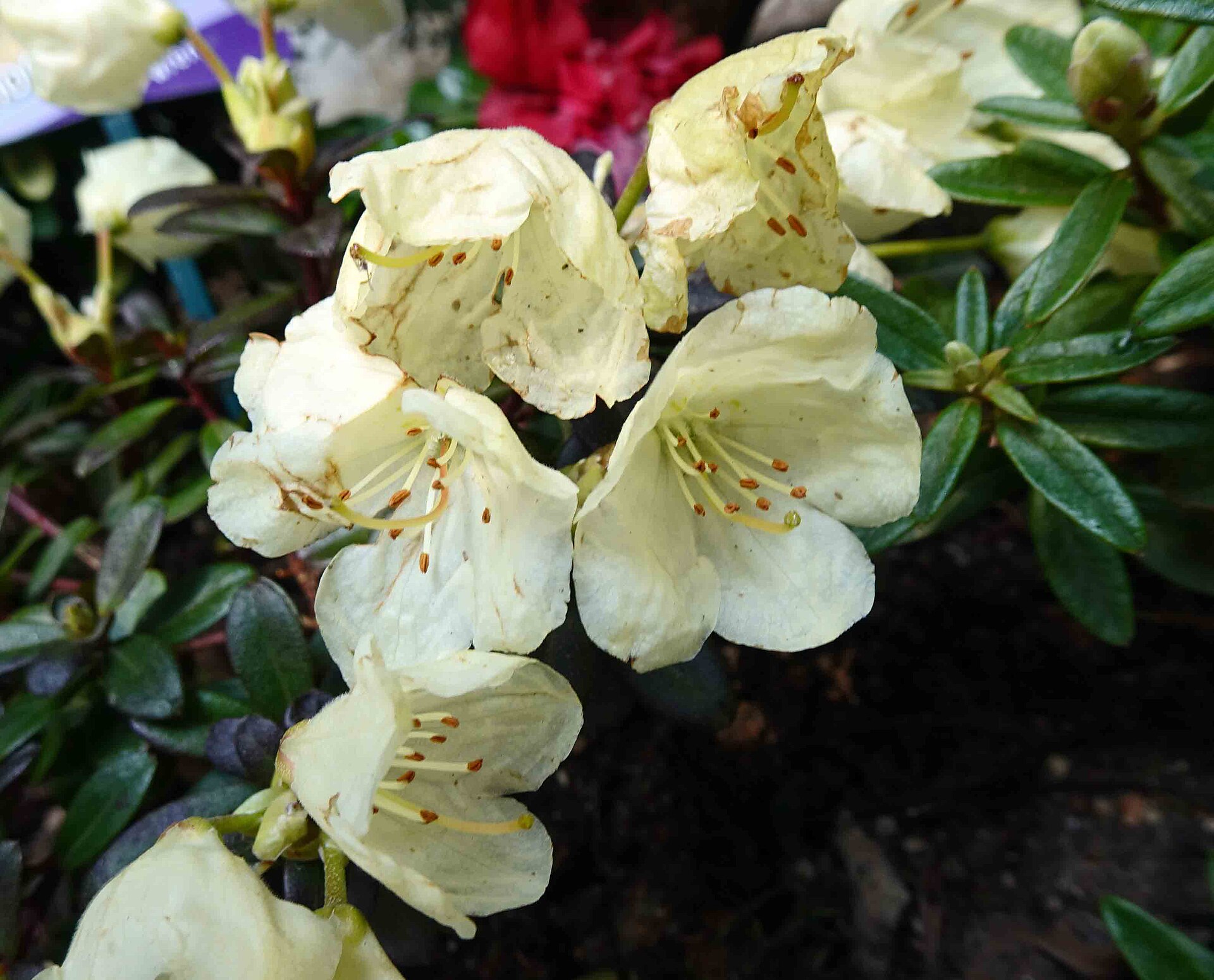 Rododendron ludlowii