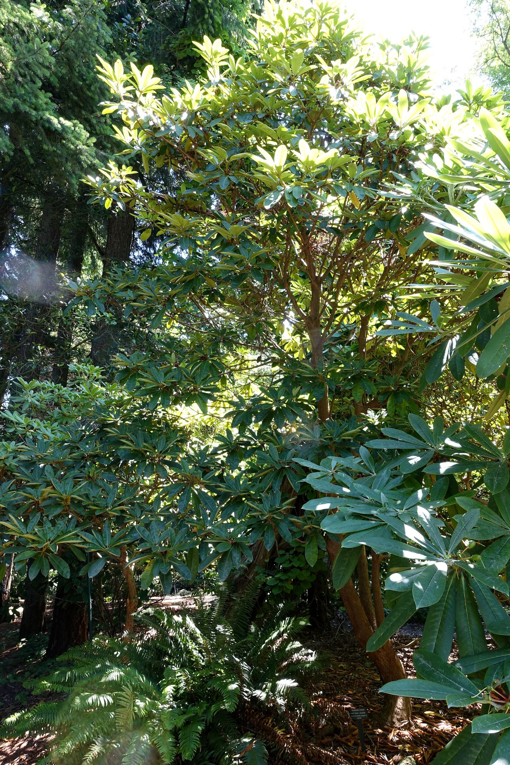 Rododendron lacteum