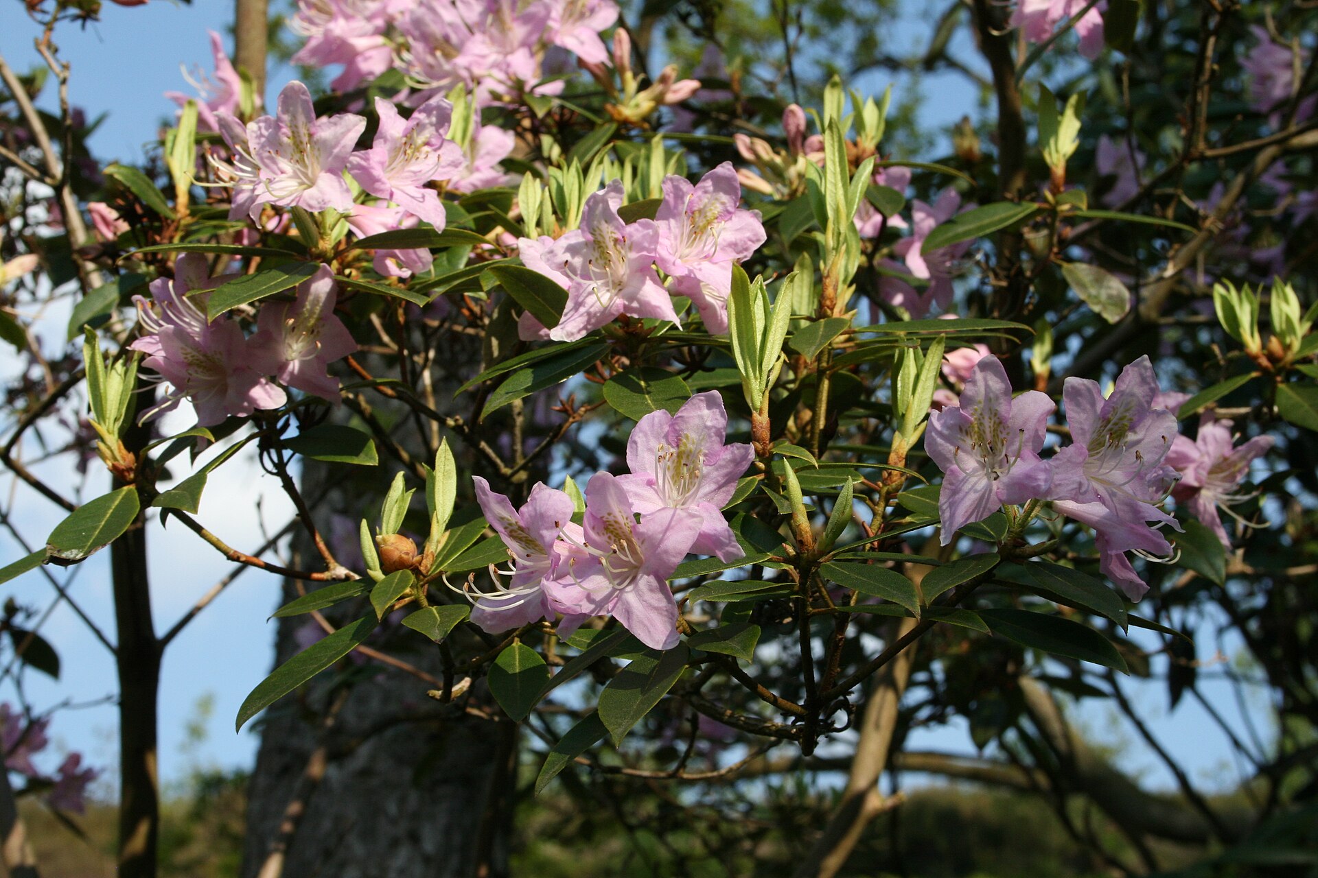 Rododendron searsiae