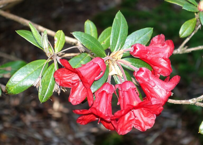 Rododendron sanguineum (Rhododendron sanguineum)
