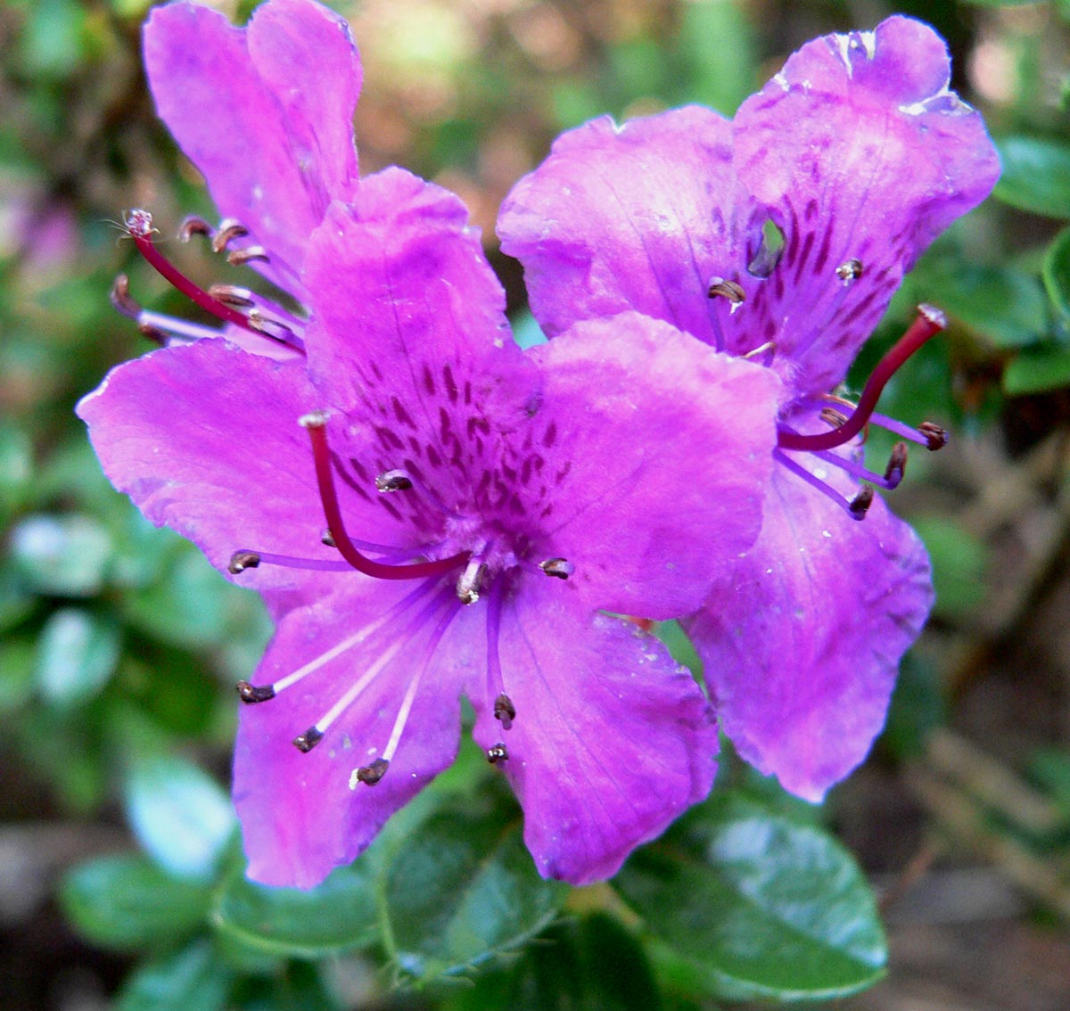 Rododendron saluenense