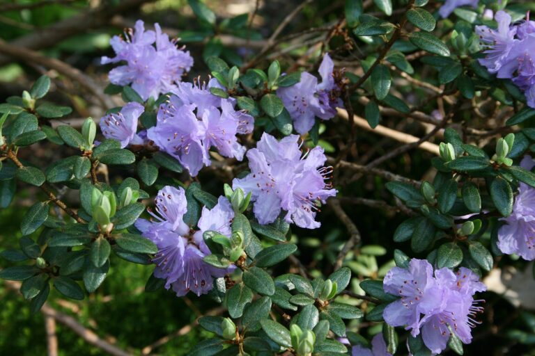 Rododendron russatum (Rhododendron russatum)