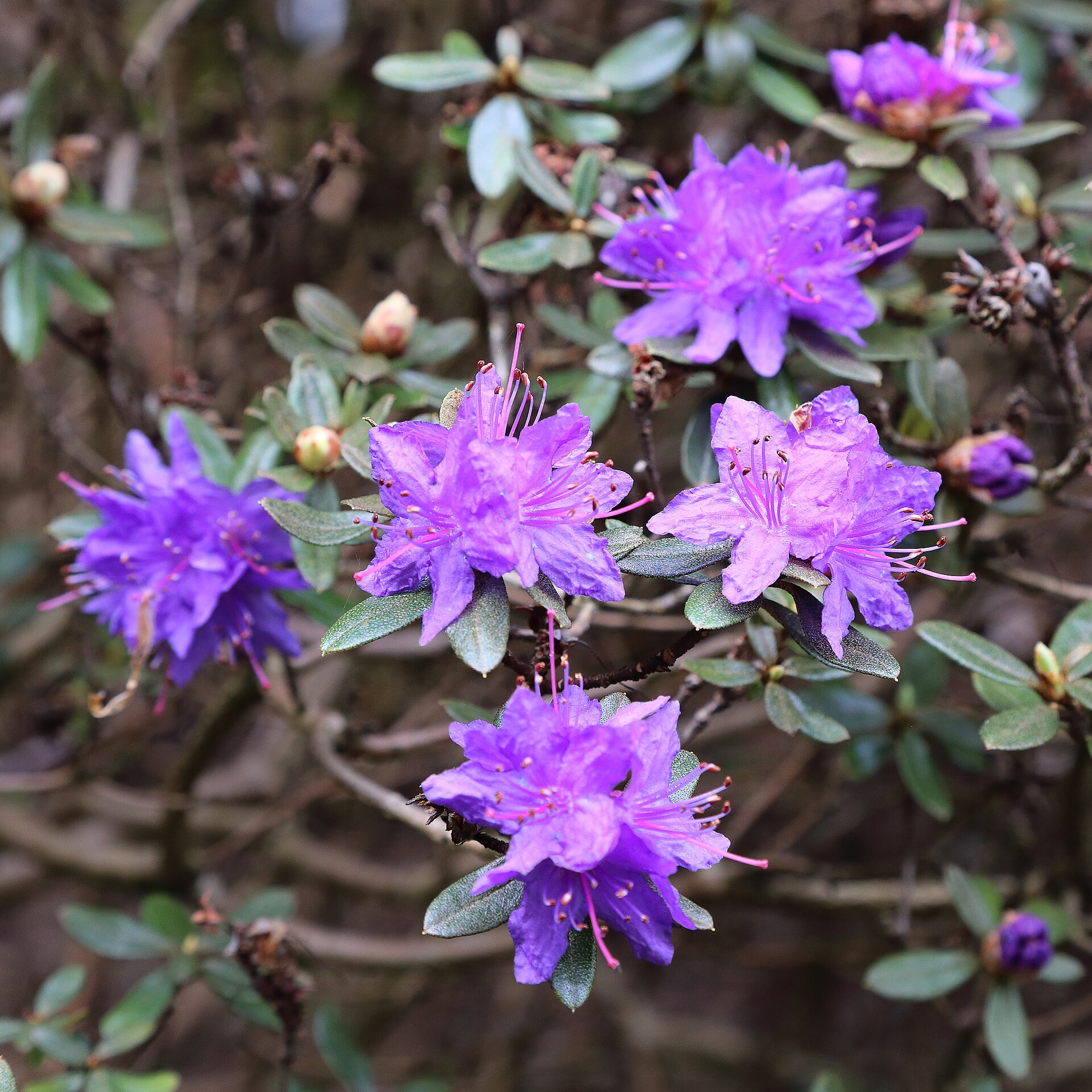 Rododendron rupicola