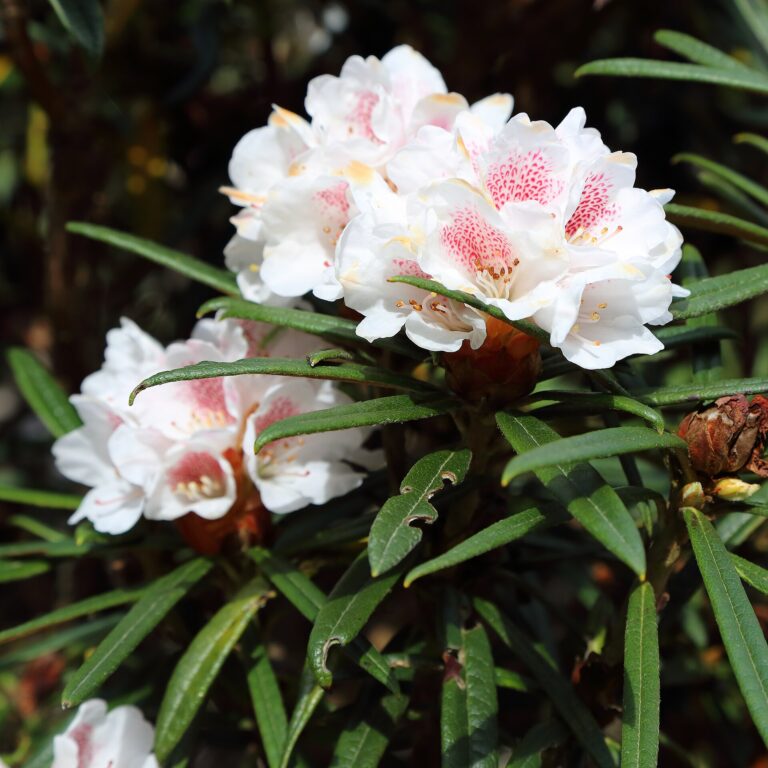 Rododendron roxieanum (Rhododendron roxieanum)