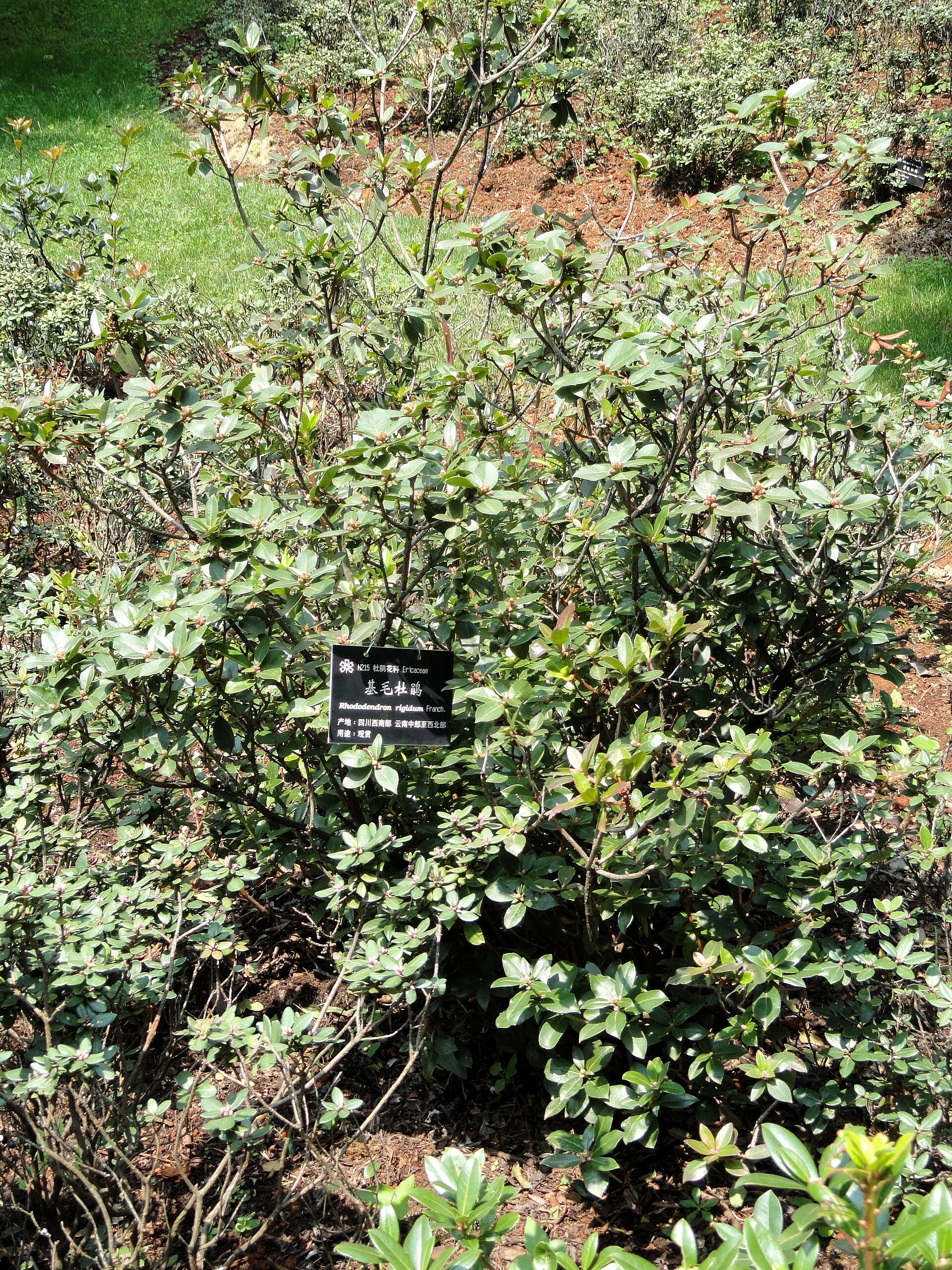 Rododendron rigidum