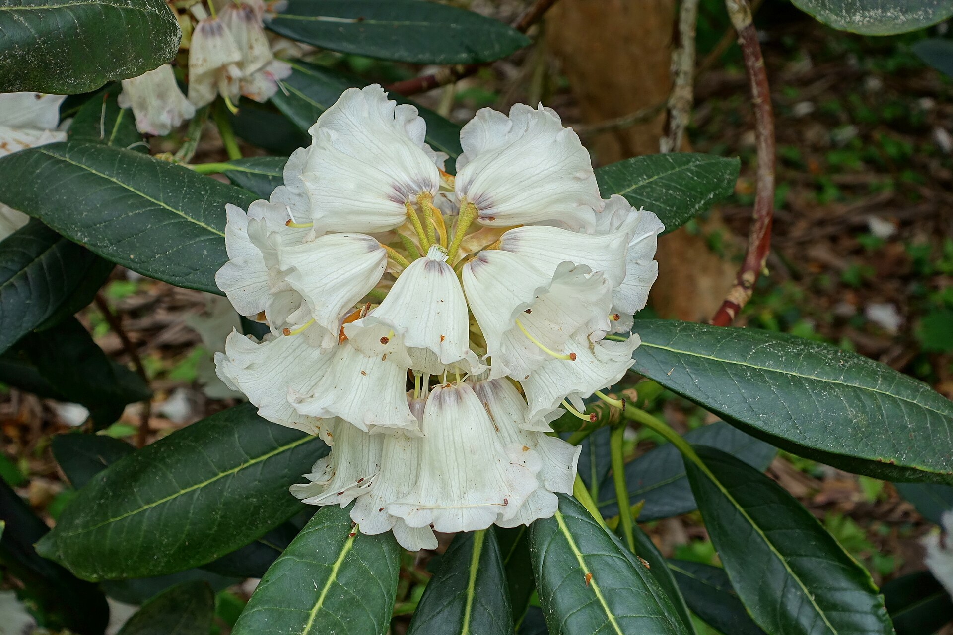 Rododendron rex
