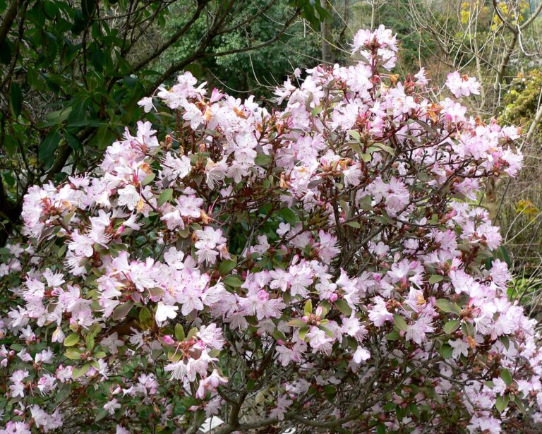 Rododendron racemosum (Rhododendron racemosum)